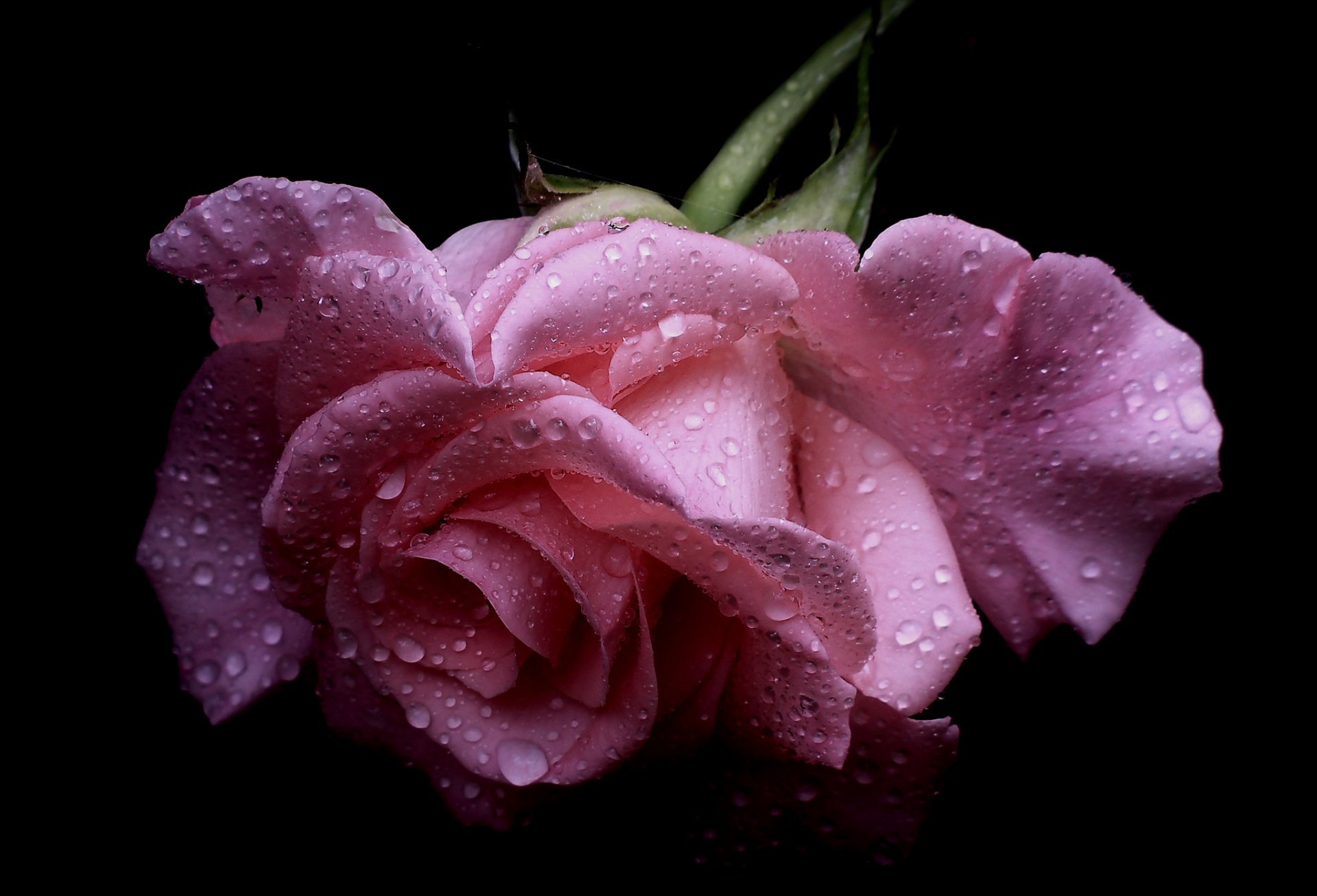 rosa brote gotas macro pétalos