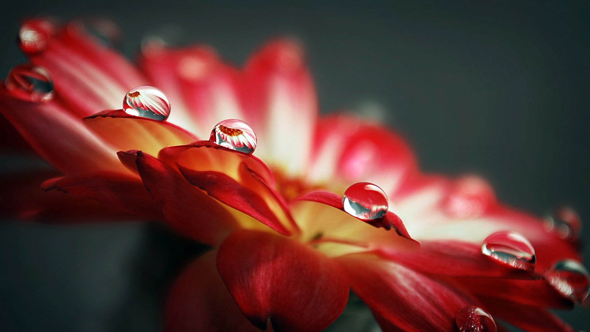 red petals drops water rosa reflection a lens close up