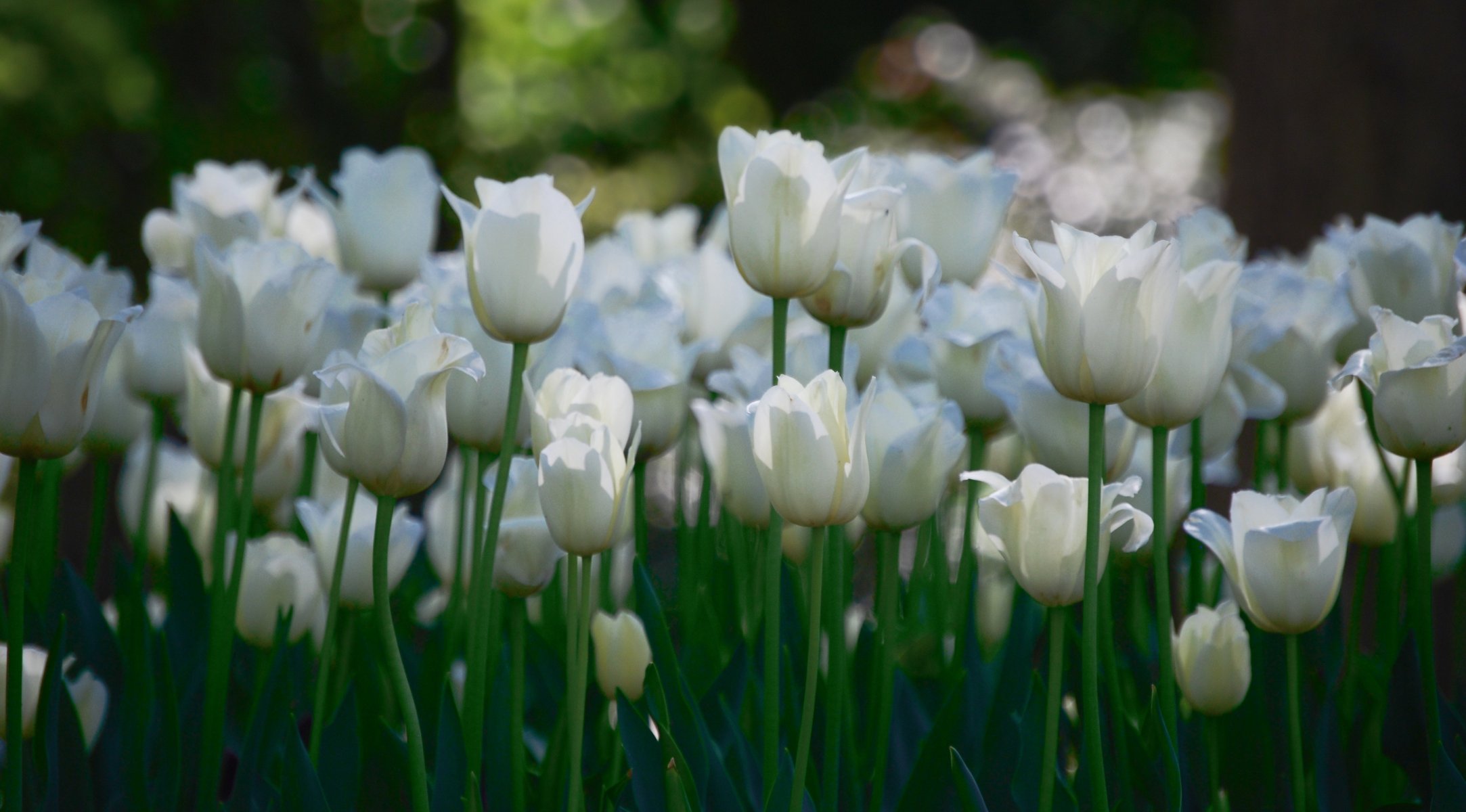 weiß tulpen blumen viele