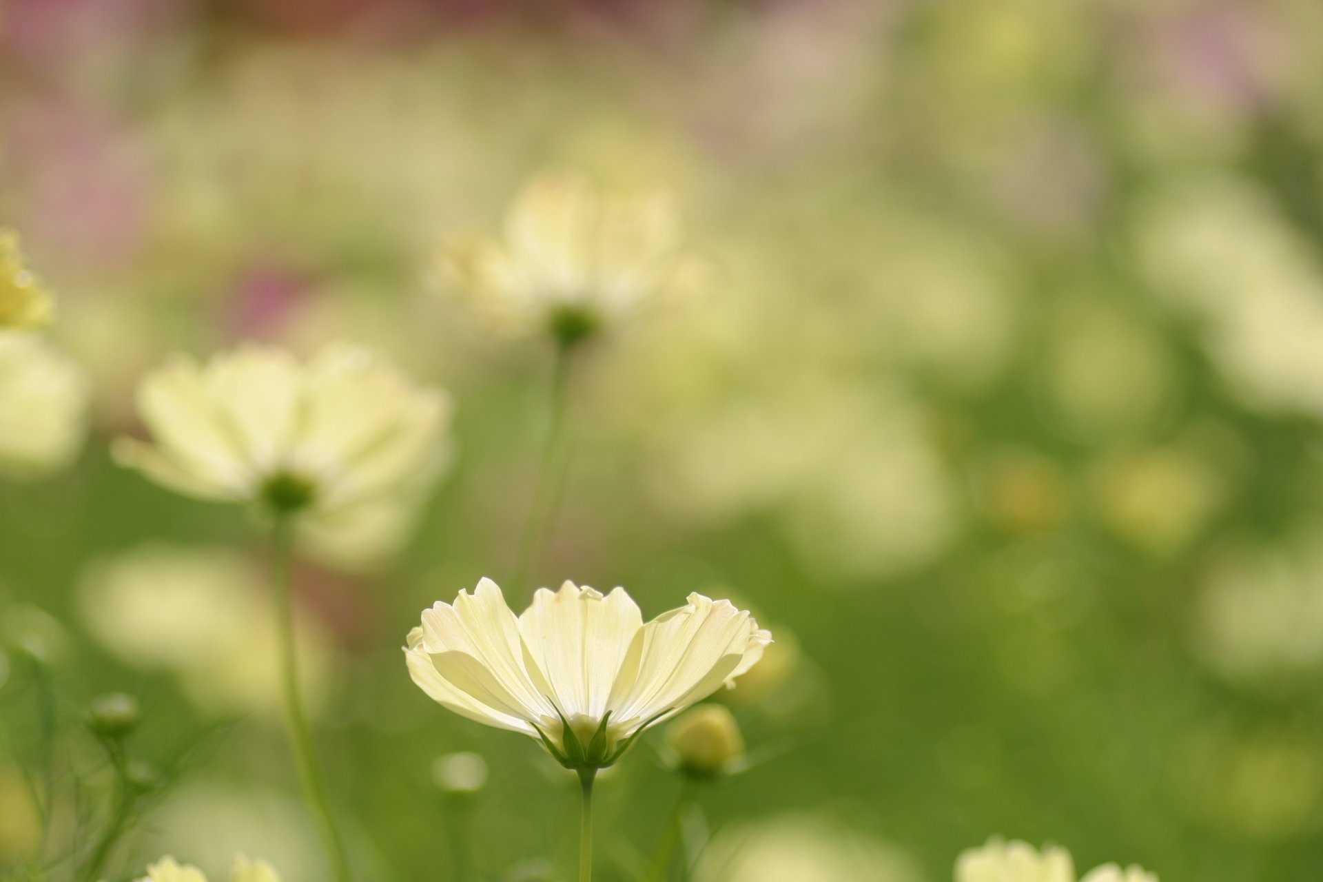 cosmée fleur champ blanc pétales plantes clairière nature verdure flou gros plan