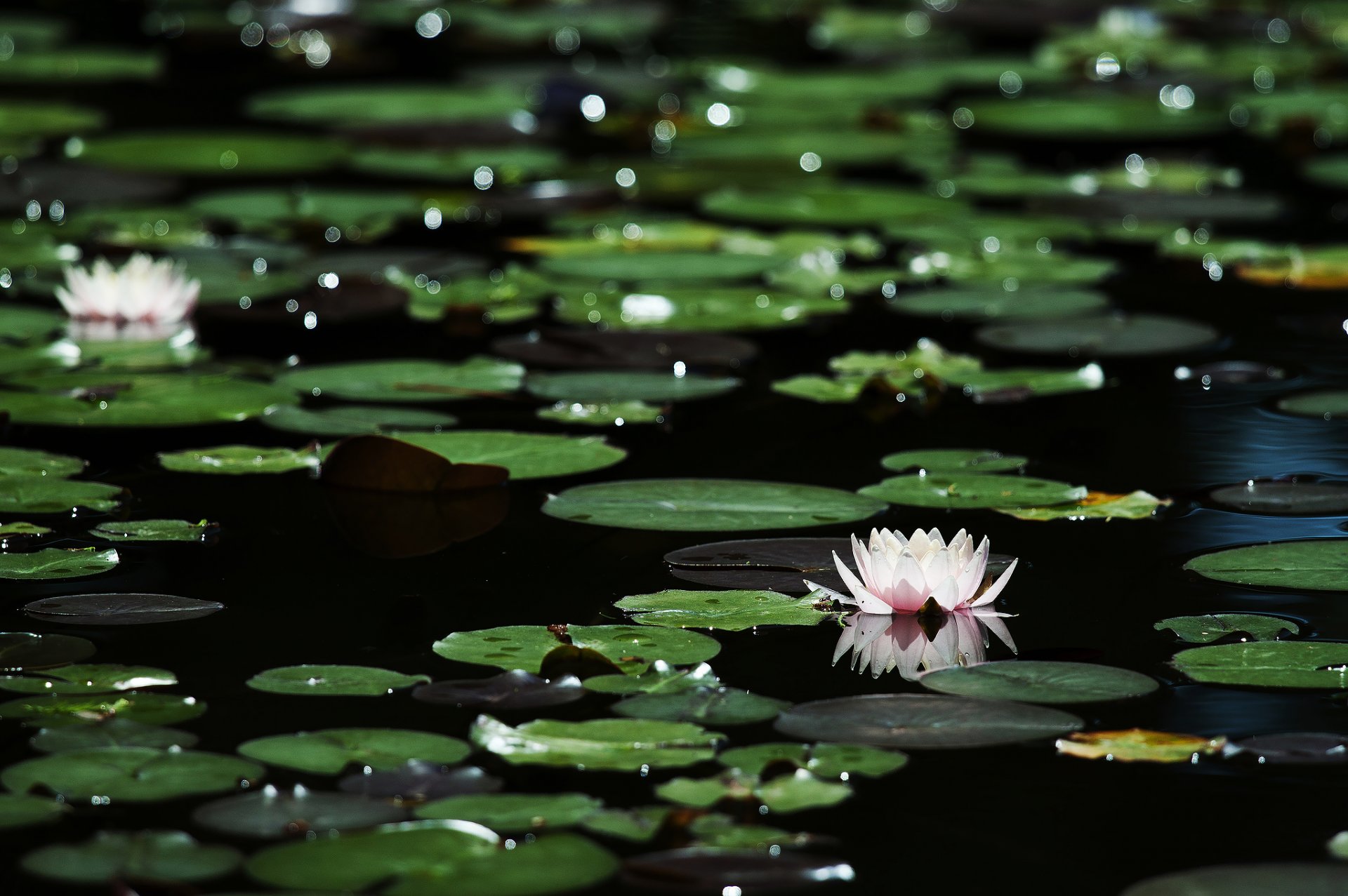 flores lirios de agua hojas reflejos bokeh agua oscura