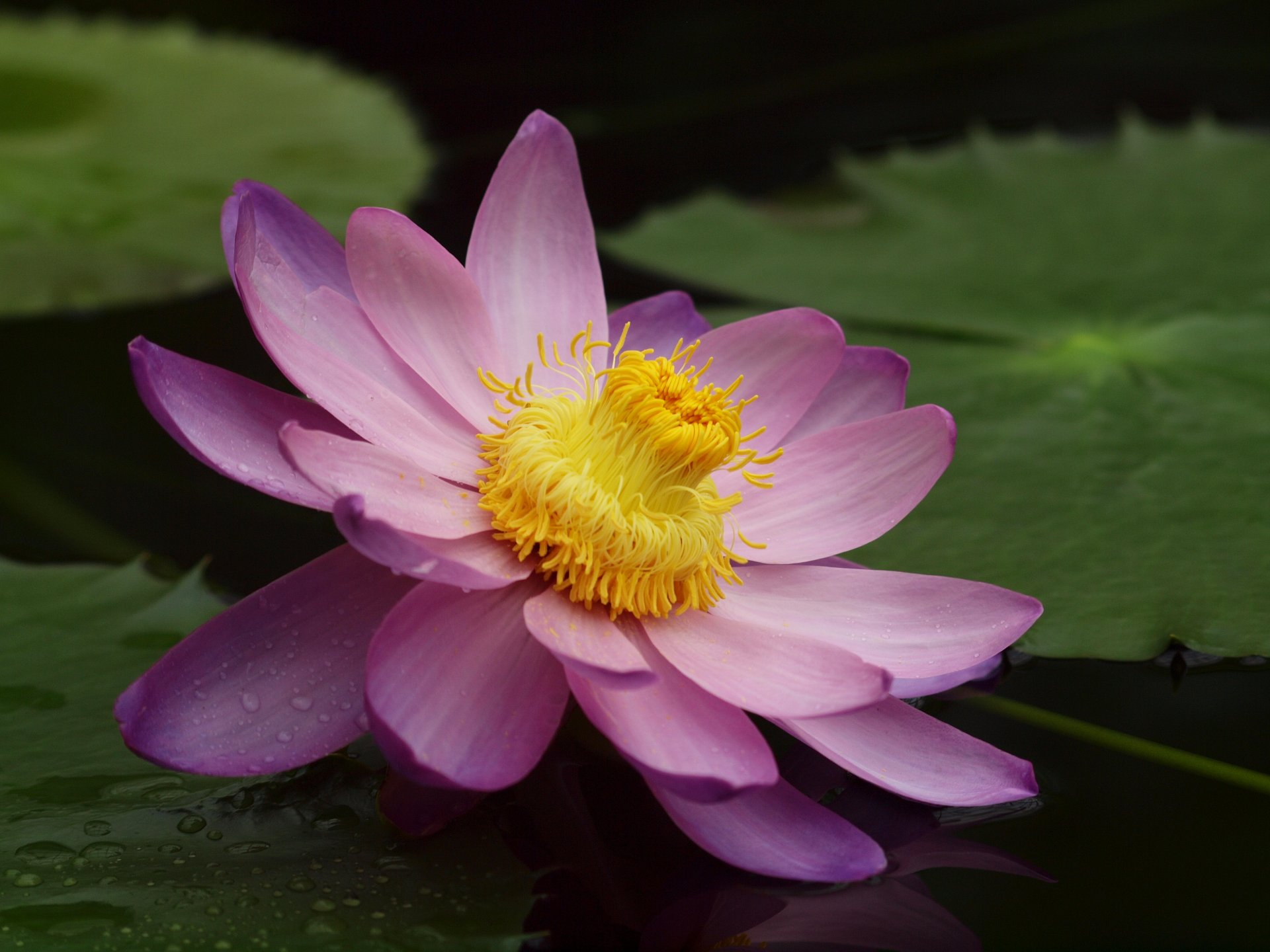 fleur lotus nénuphar nénuphar étang rose gros plan feuilles