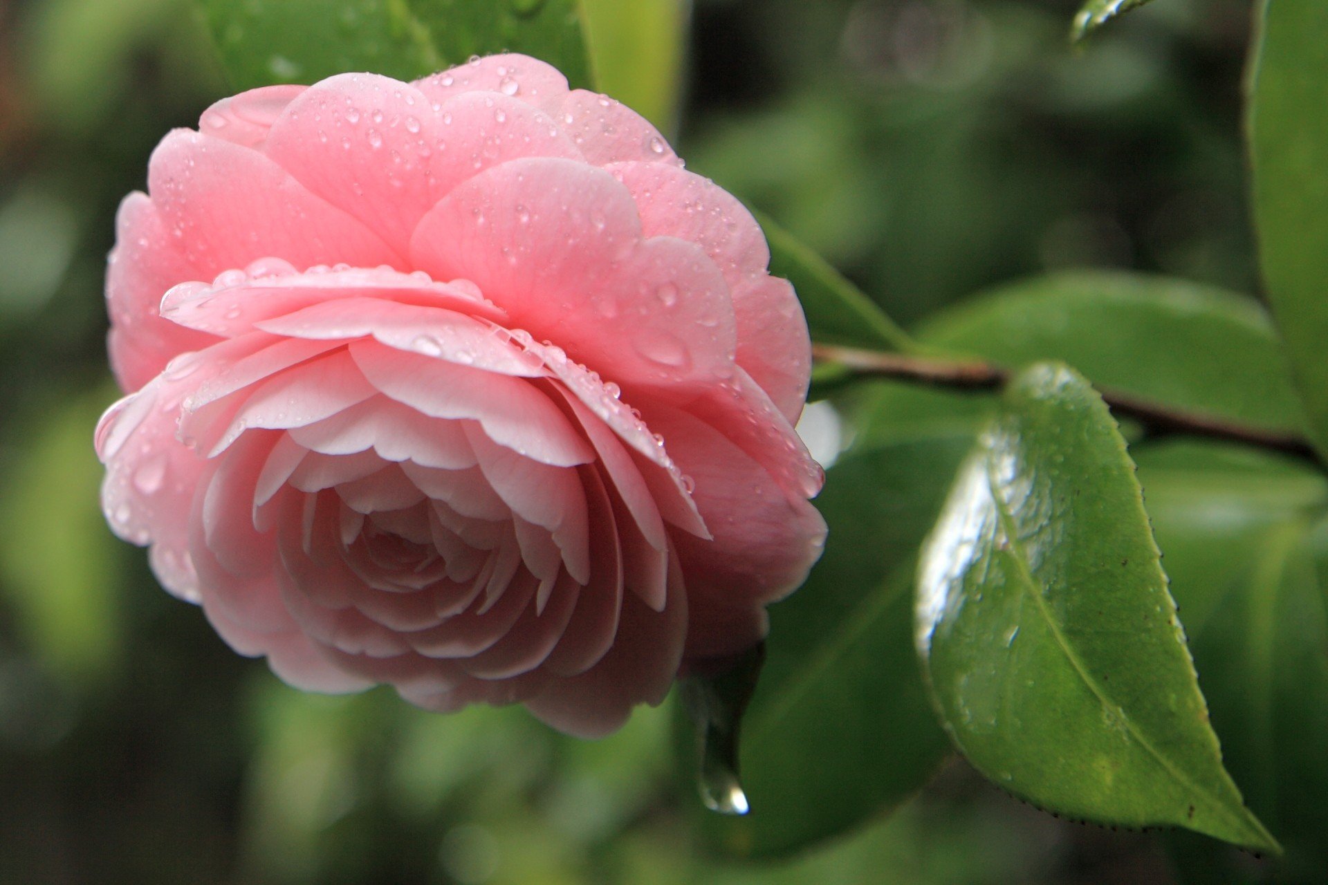 camélia rose fleur gouttes feuilles pétales