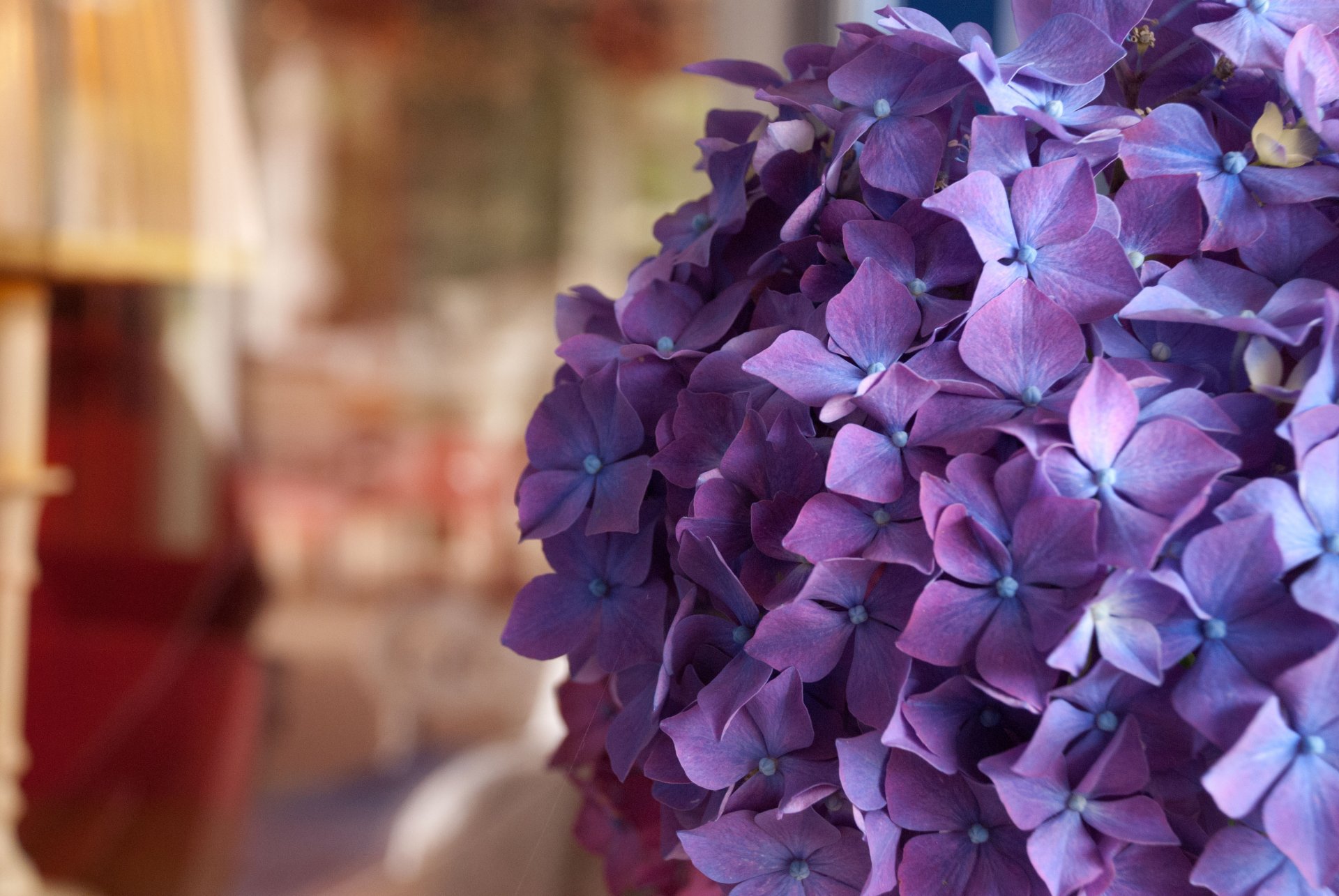 hortensie blumen makro zimmer bokeh