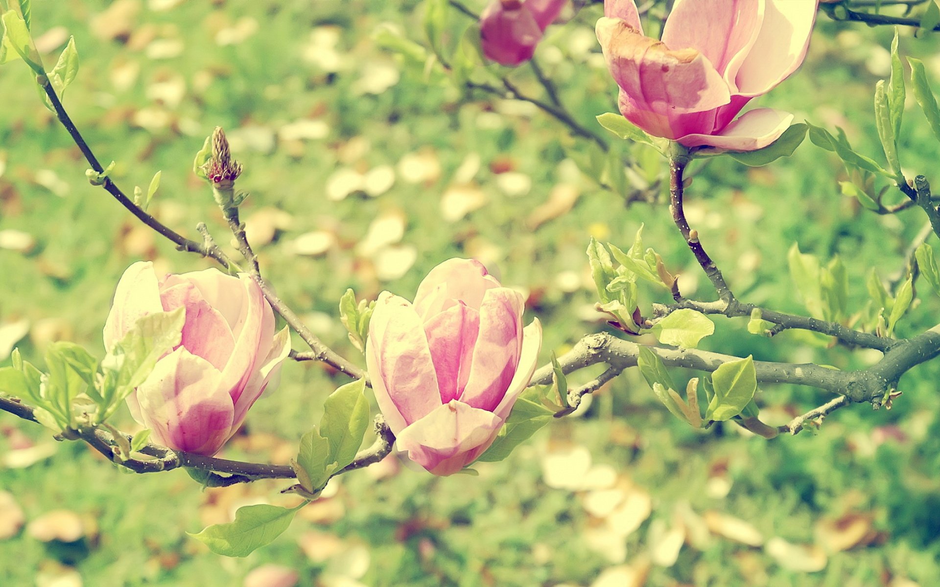 primavera jardín floración rama magnolia luz macro punto flor verde para lita