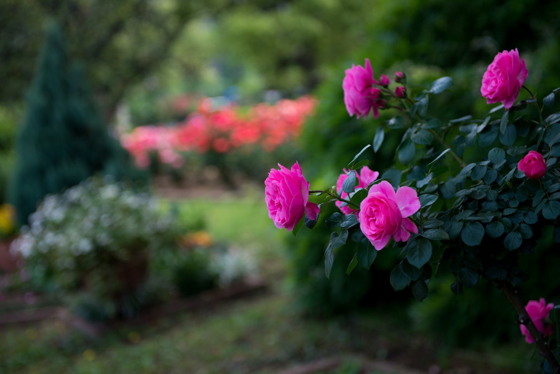 rosa rosa arbusto parque brillo desenfoque