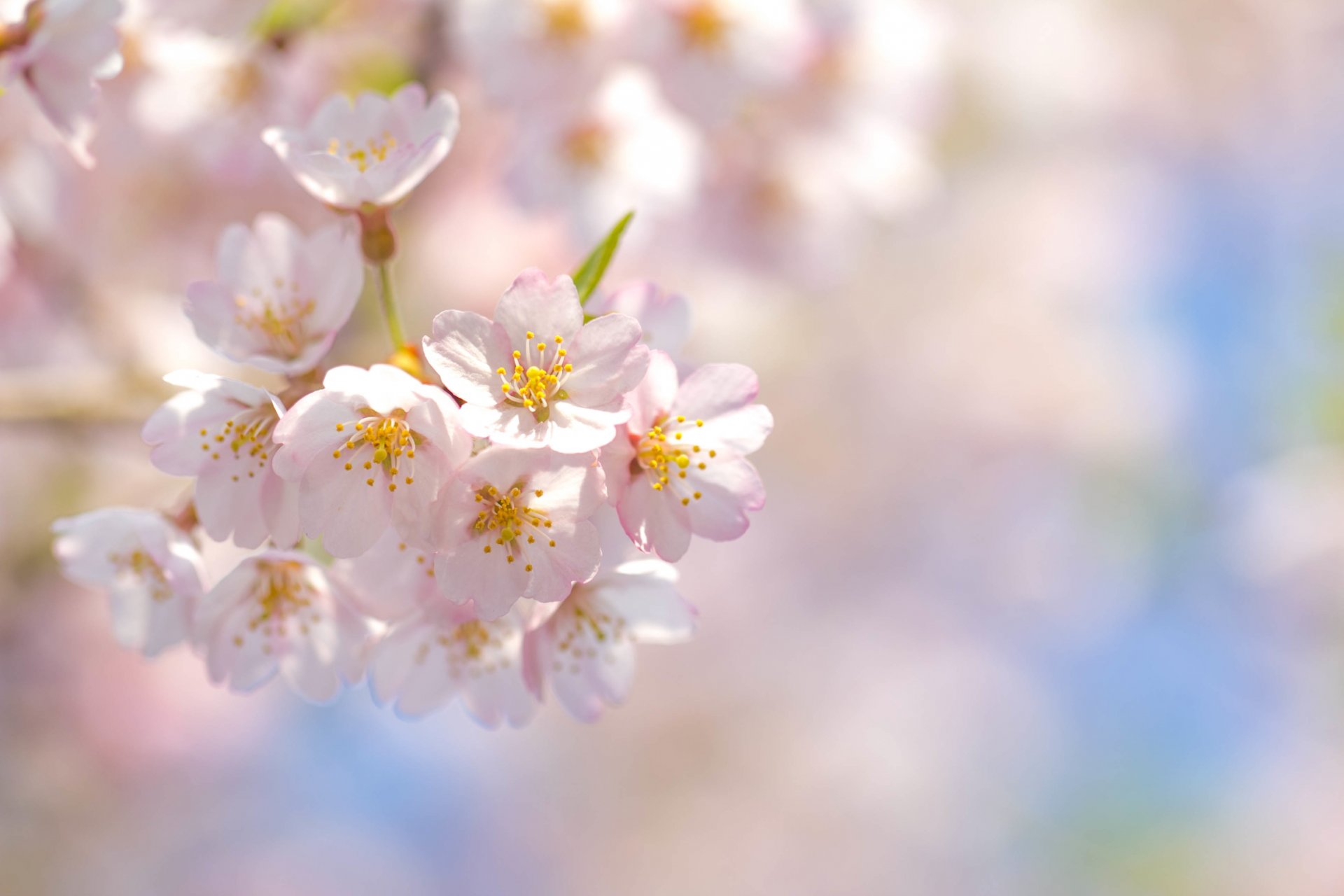 sakura wiśnia kwiaty różowe płatki gałęzie niebo wiosna kwitnienie