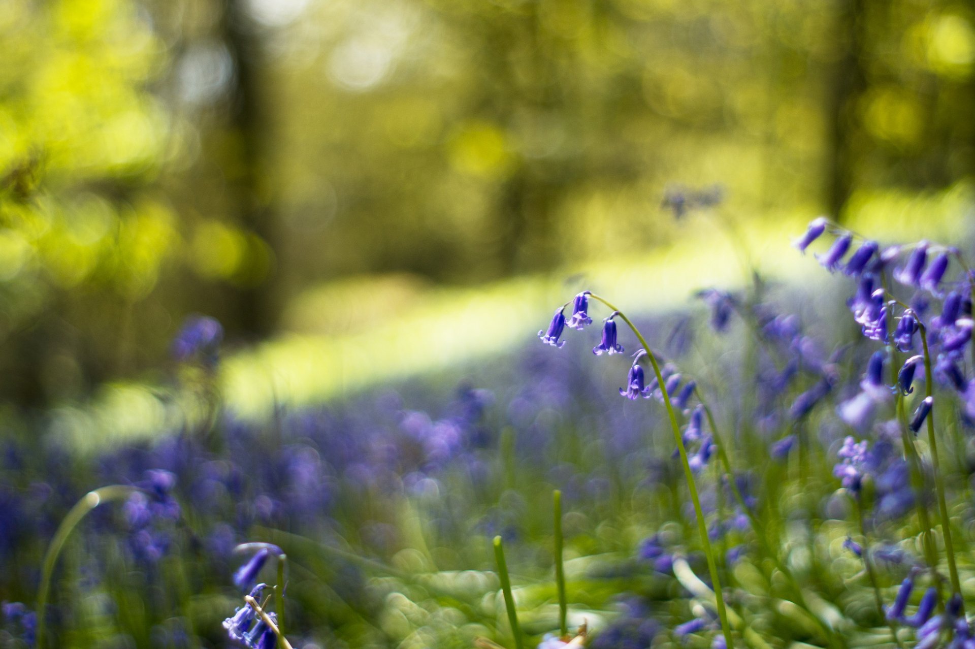 campane blu lilla fiori foresta radura macro sfocatura bokeh luci