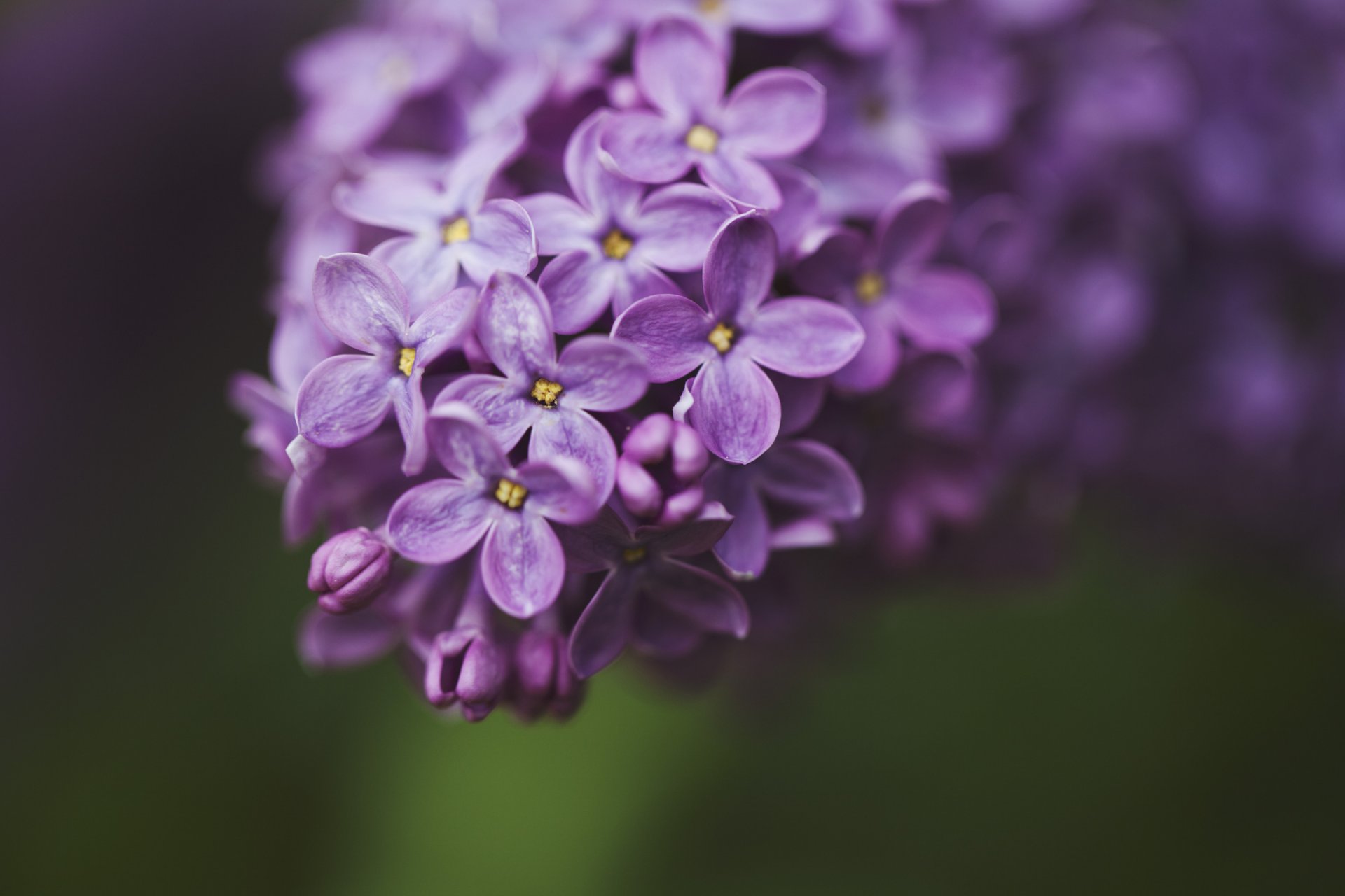 lilas lilas violet fleurs pétales macro branche vert fond