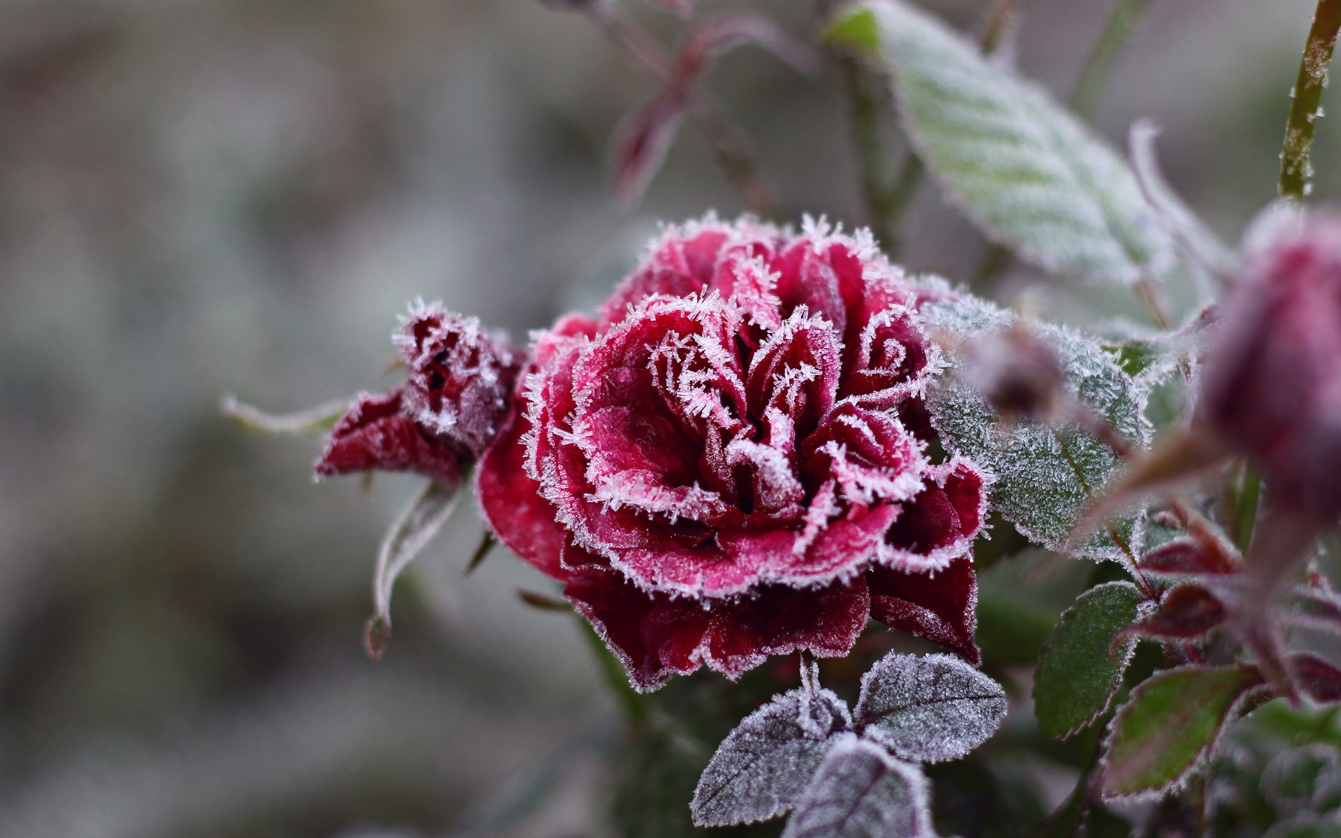 rose fleur rouge givre gel froid cristaux flocons de neige