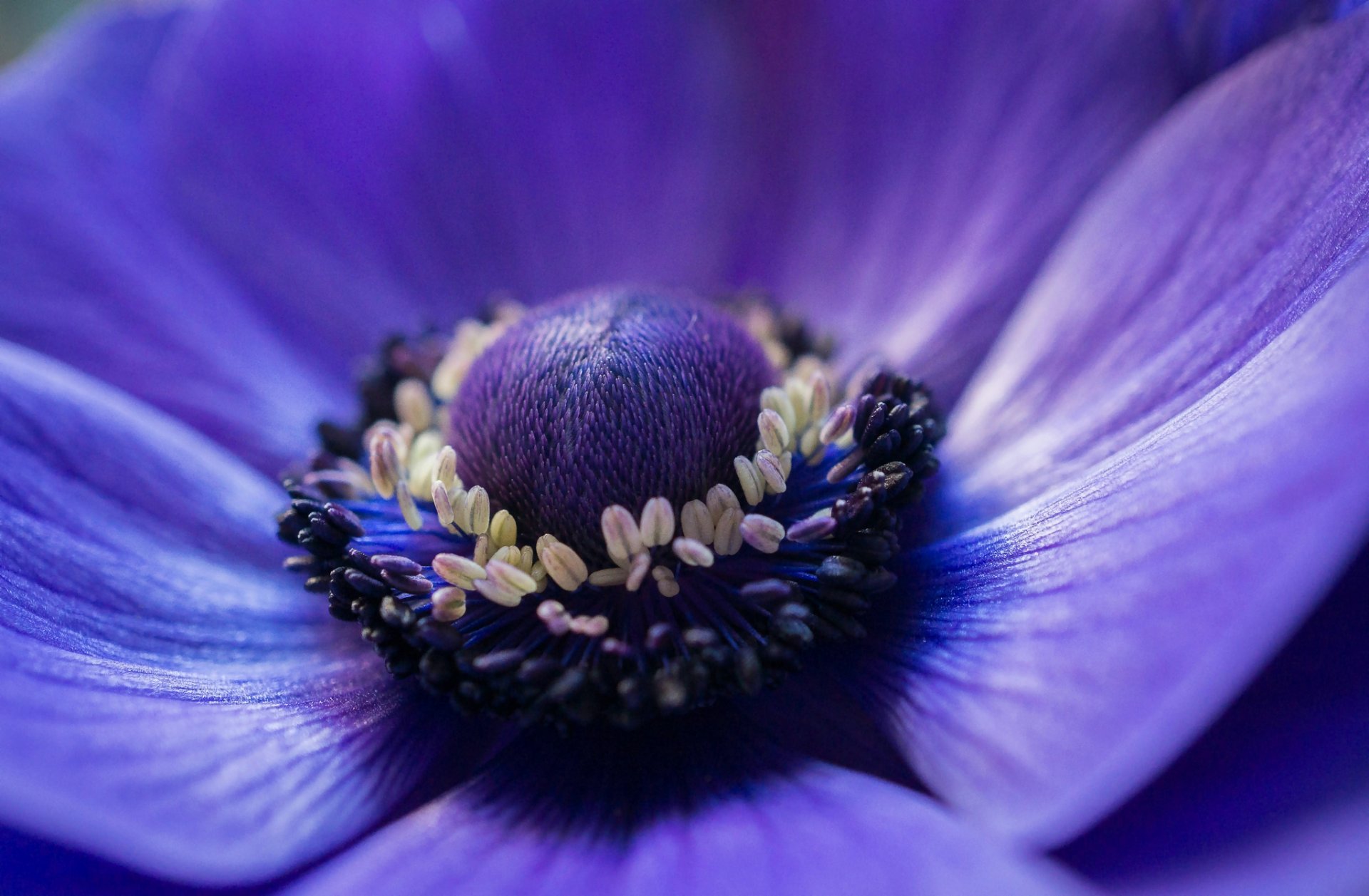 anémona anémona de viento azul flor pétalos macro enfoque