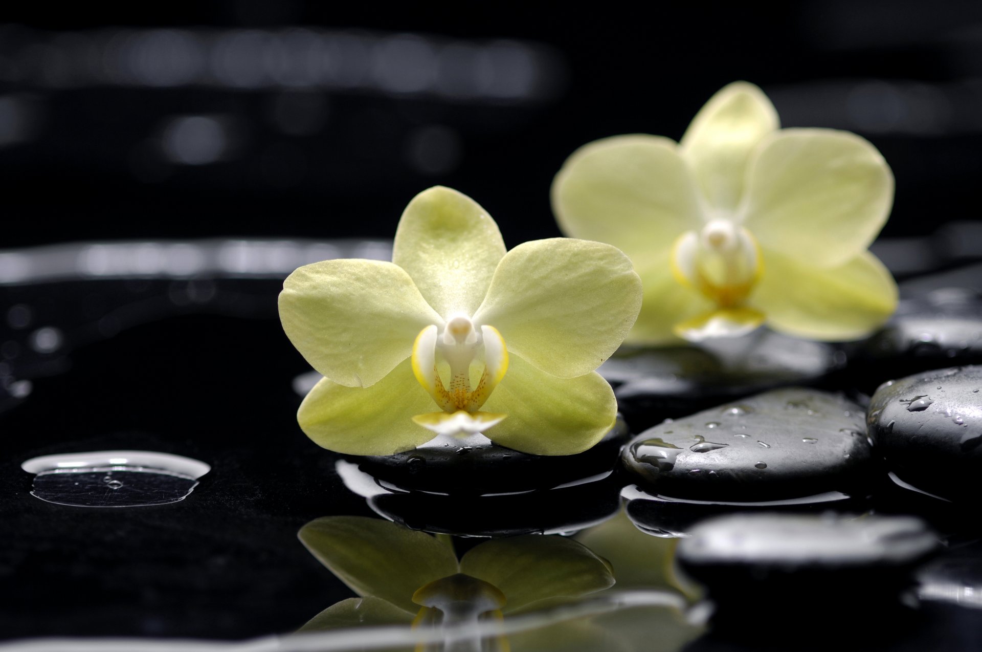 fleurs orchidées phalaenopsis jaune pierres plat noir gouttes eau réflexion