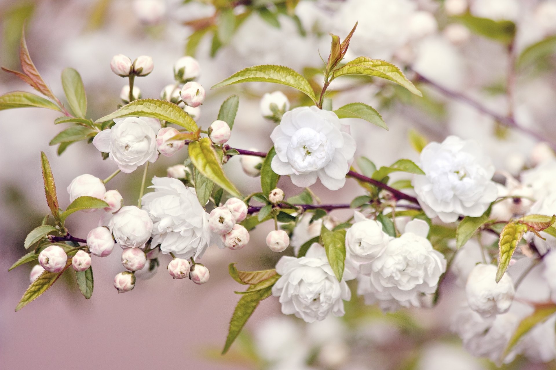 floración flores blanco rama hojas naturaleza primavera