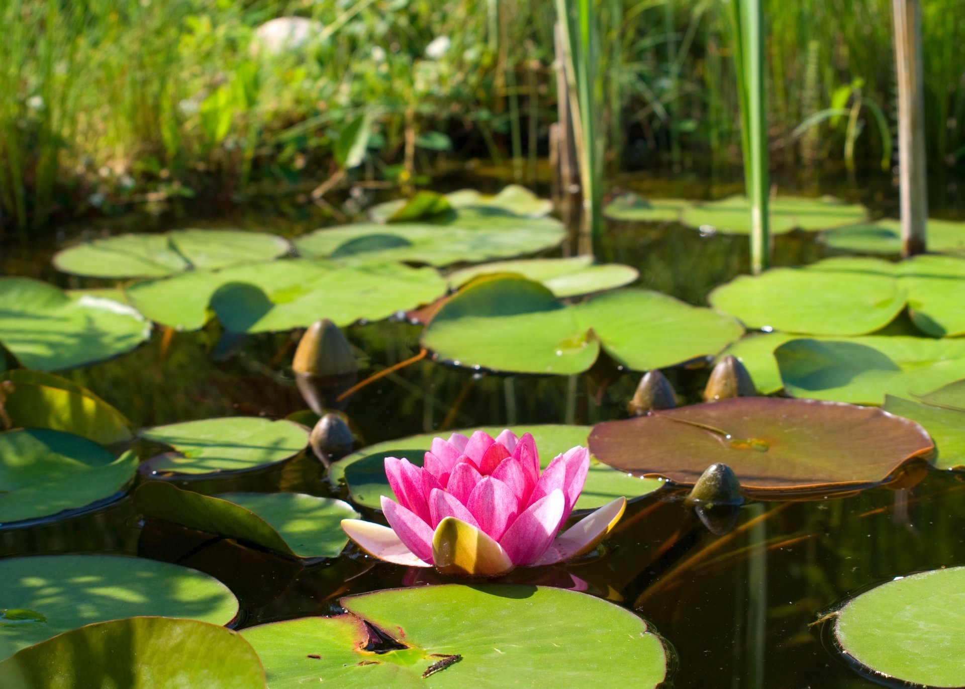 fiore rosa ninfea loto ninfea natura foglie acqua stagno lago