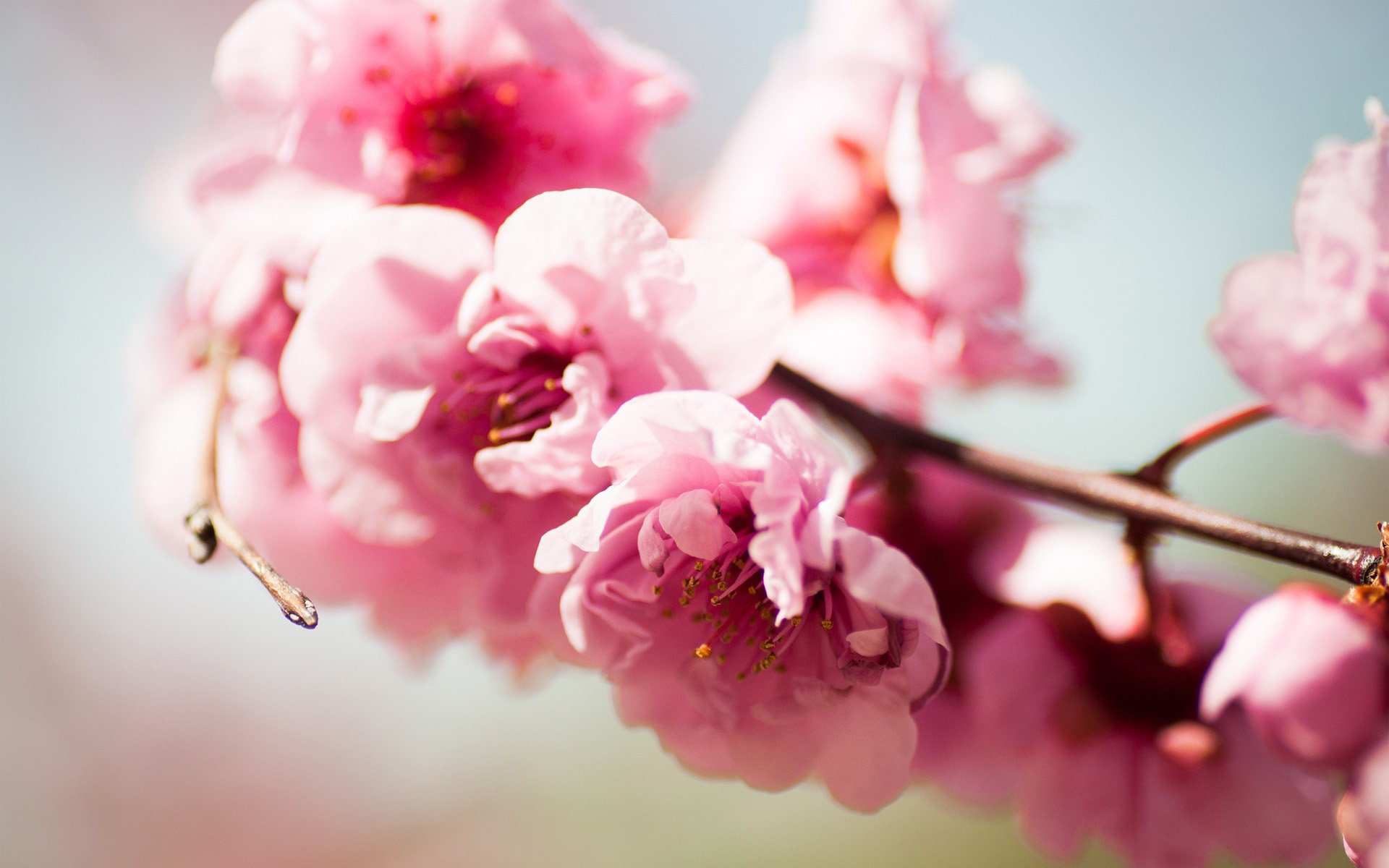 flower pink branch tree bloom spring