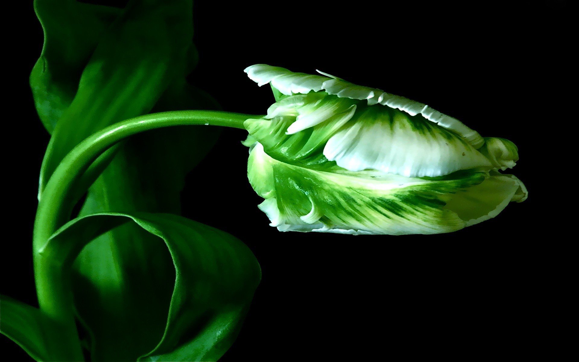 background the stem leaves tulip bud