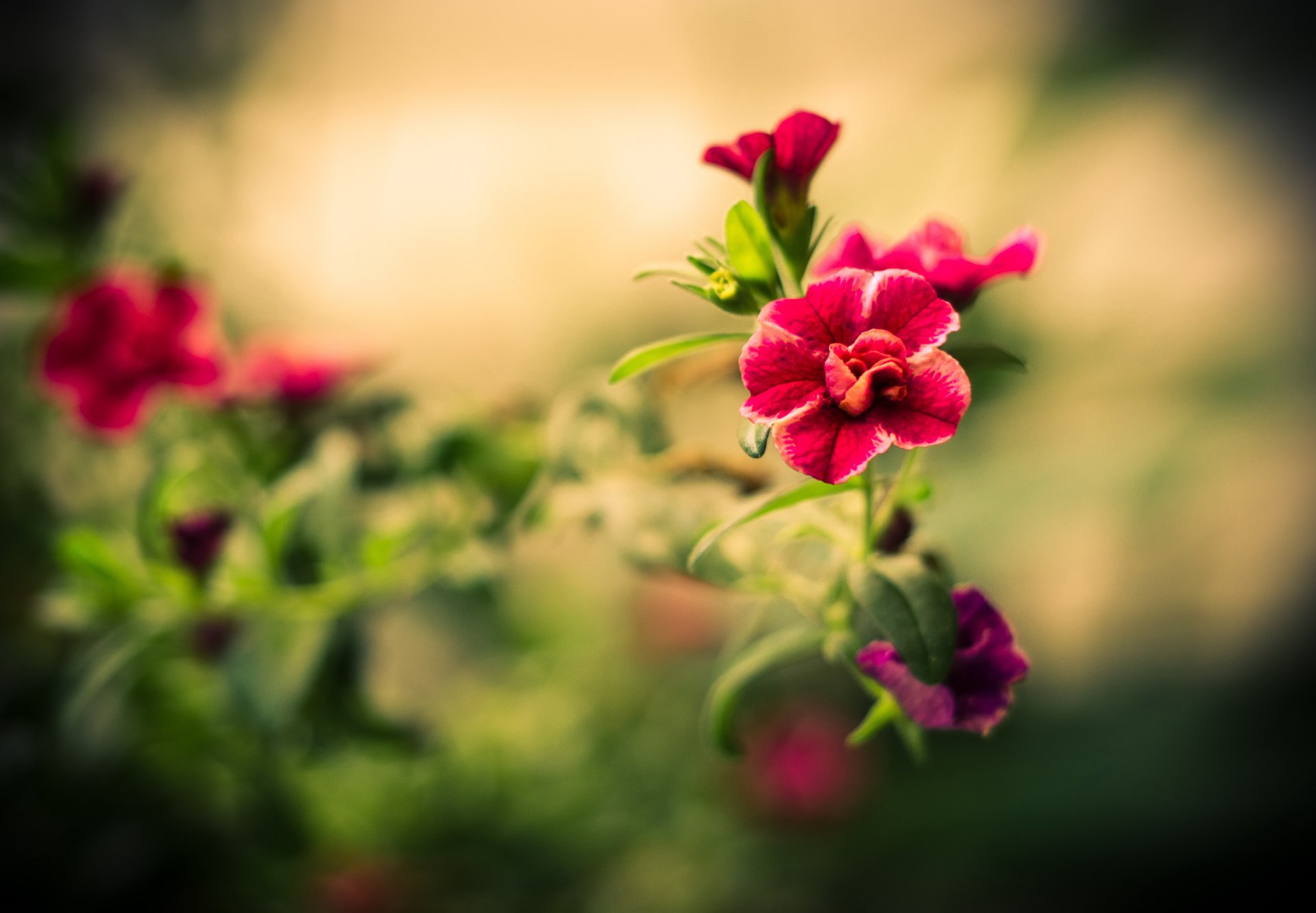 fiore macro sfocatura petali messa a fuoco fiori gambo foglie rosso