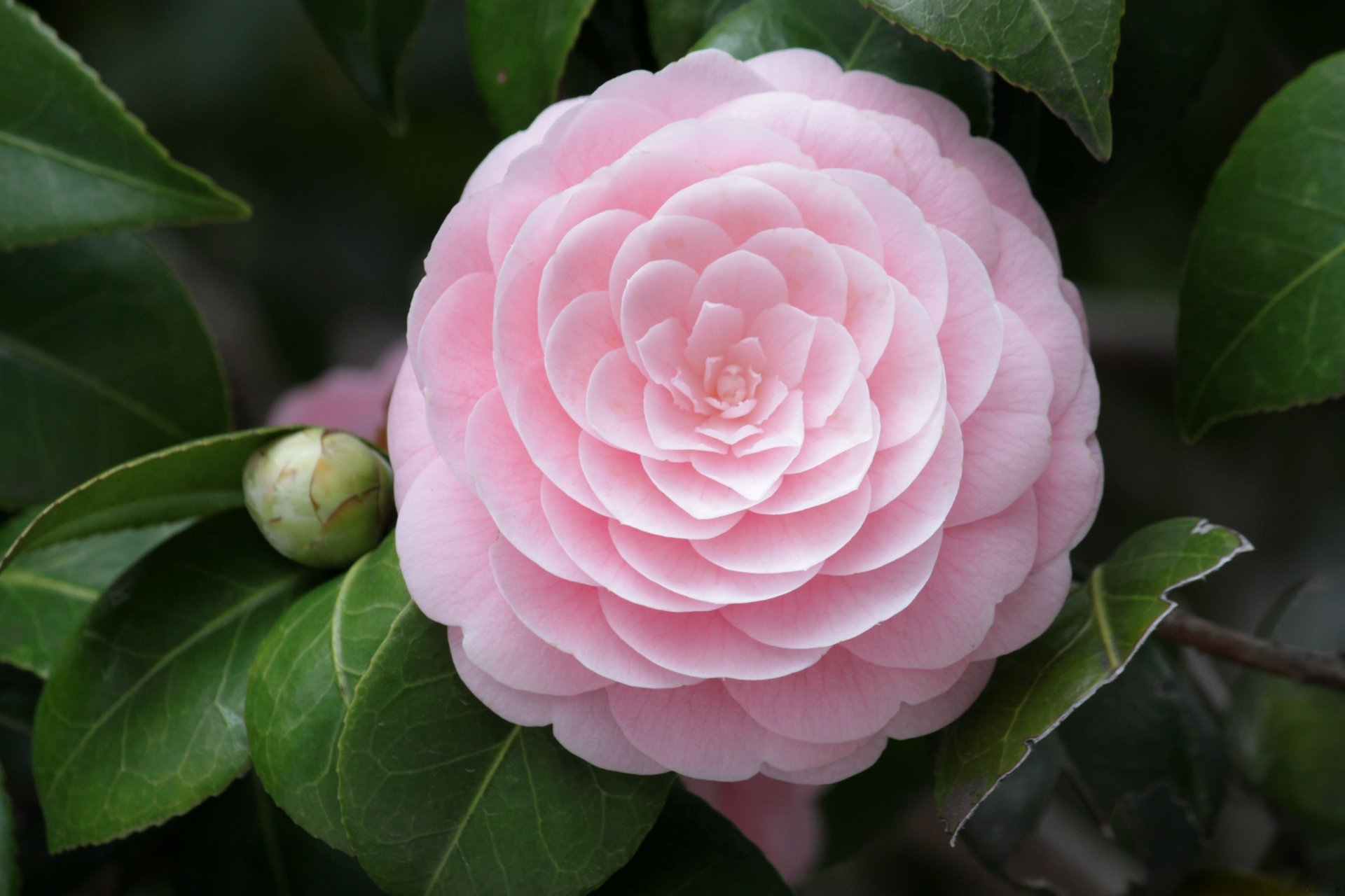 fleur camélia rose gros plan pétales