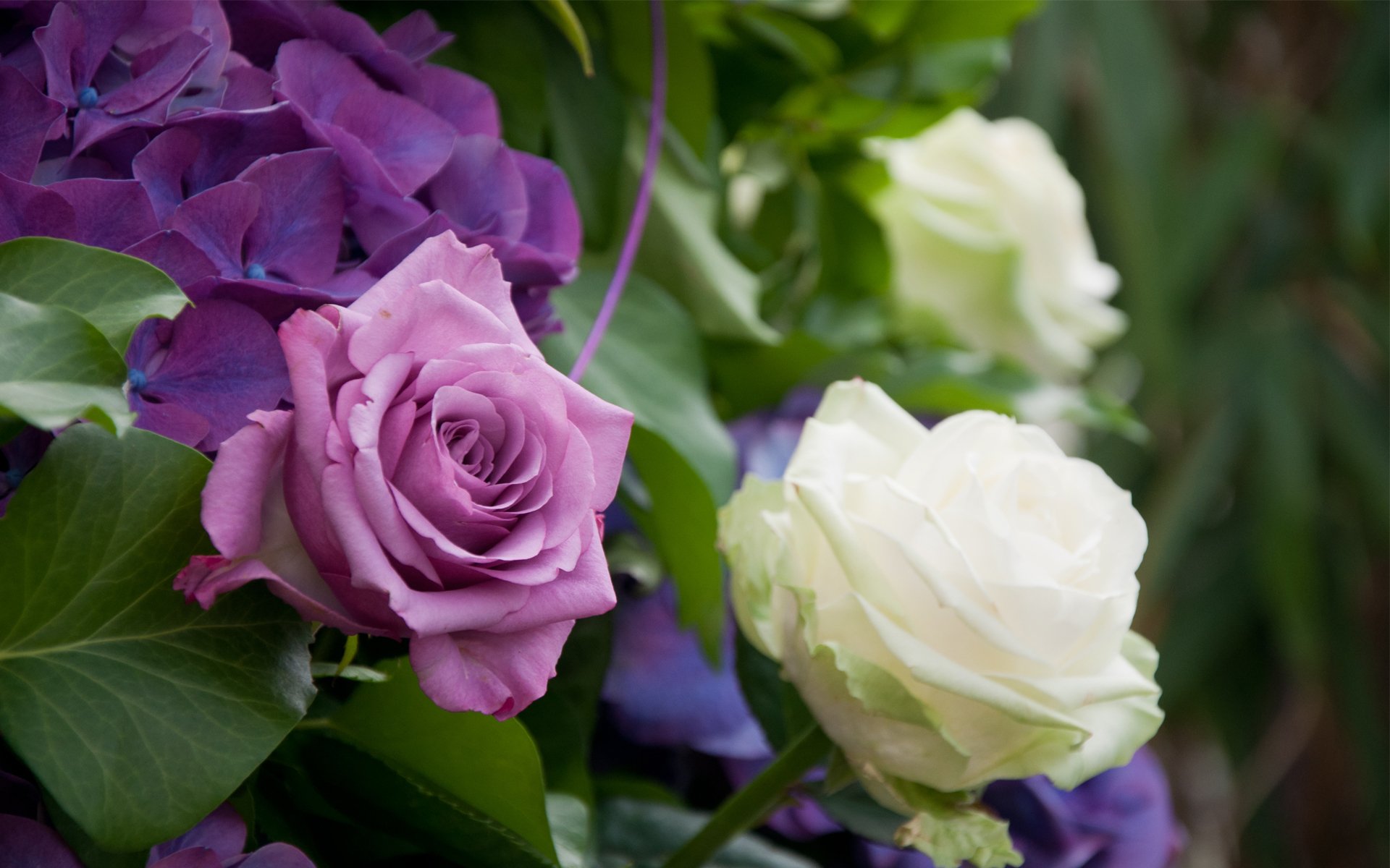 roses buisson lilas blanc feuilles hortensia