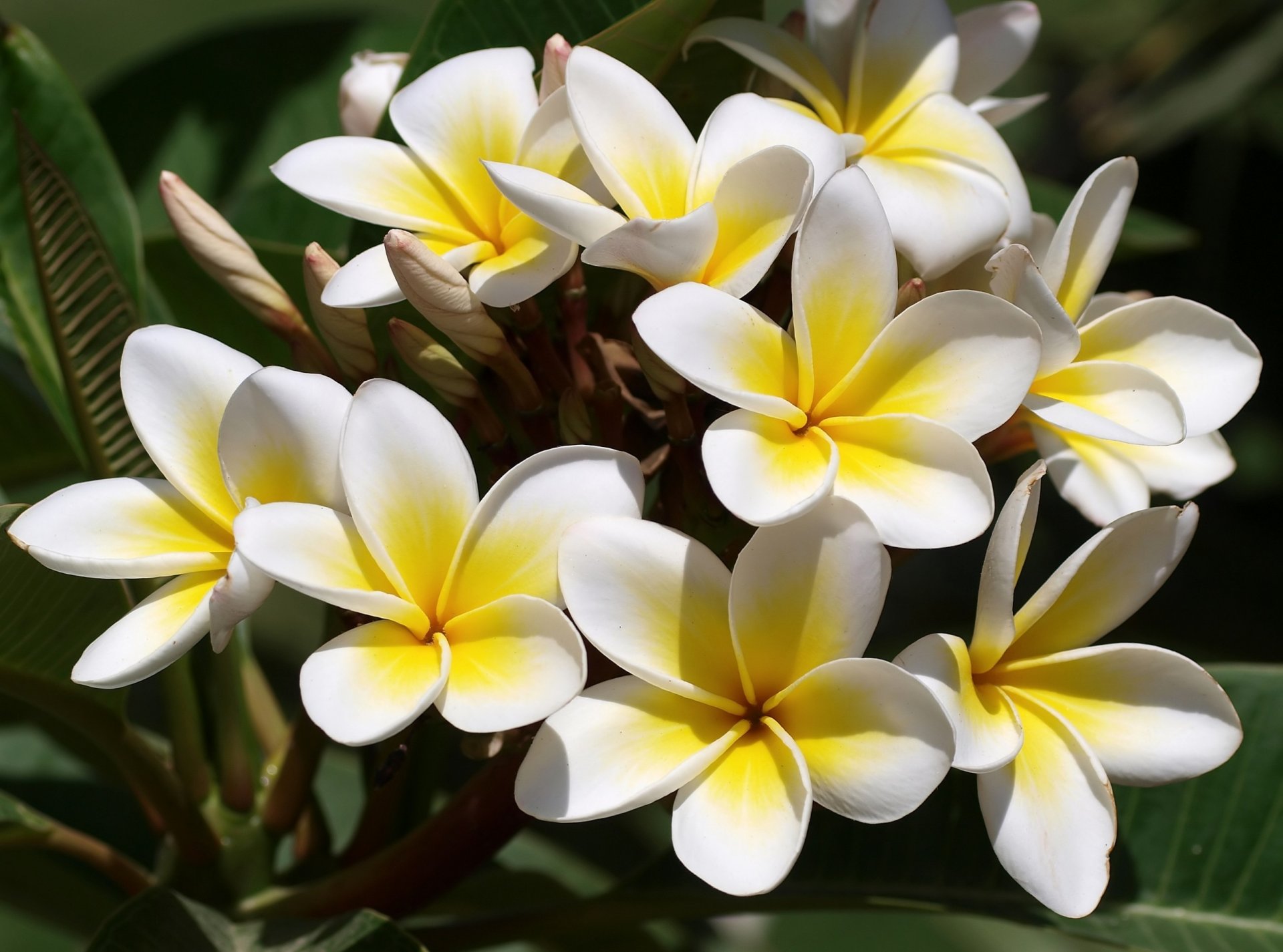 kwiaty plumeria frangipani biały żółty