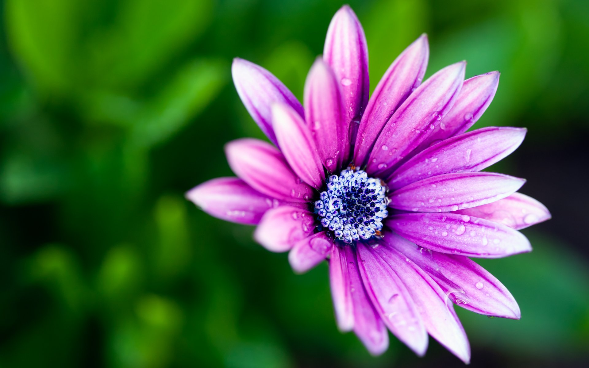 blume makro blütenblätter farben tau bokeh makro farben 2560x1600