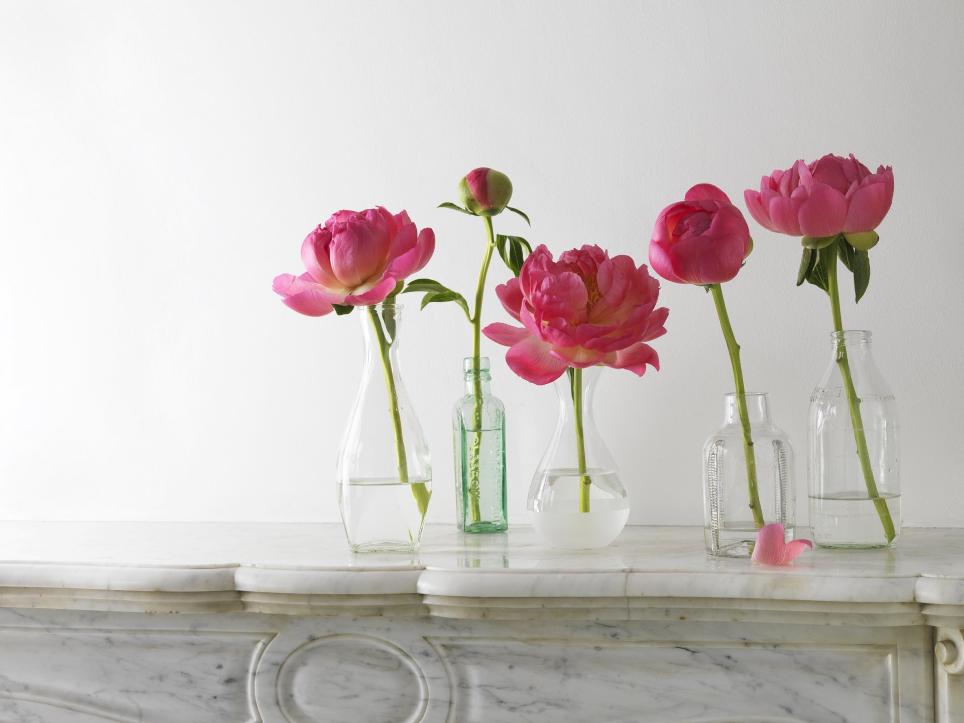 peonies pink composition of the bottle vase bud petals stem