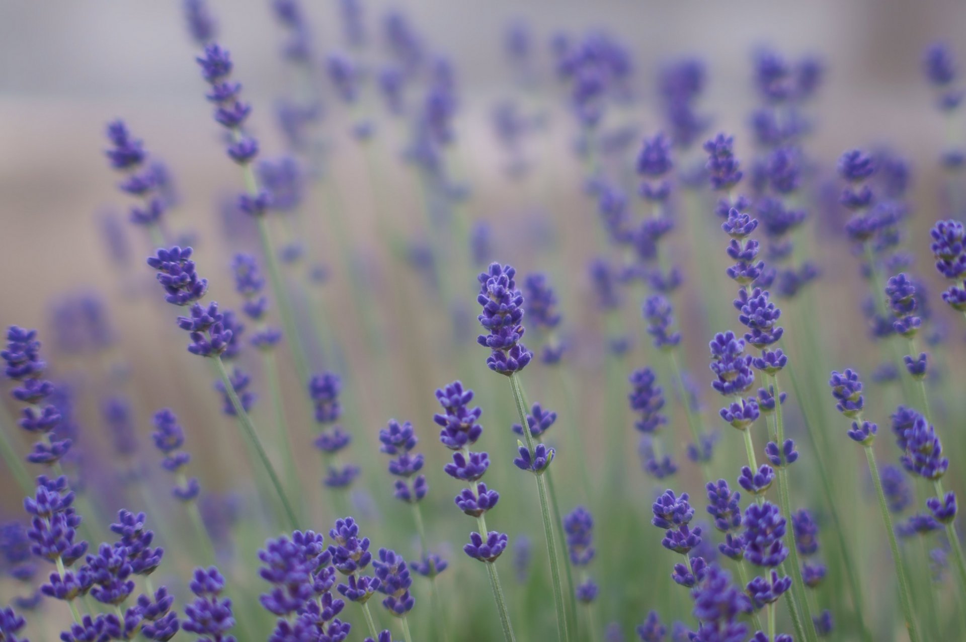 lavande lilas violet fleurs été champ nature flou