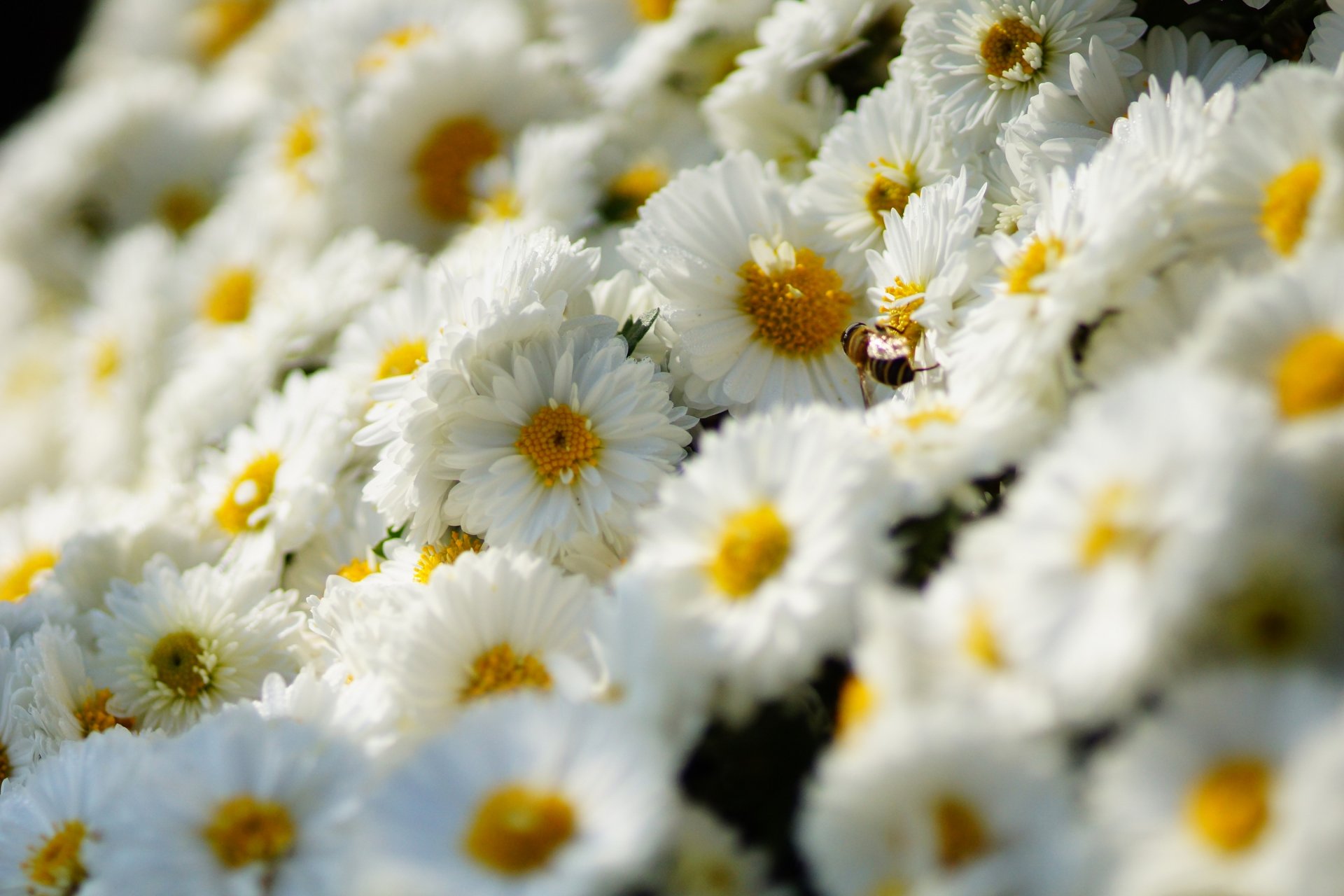 chrysanthemen weiß viele blumen biene insekt