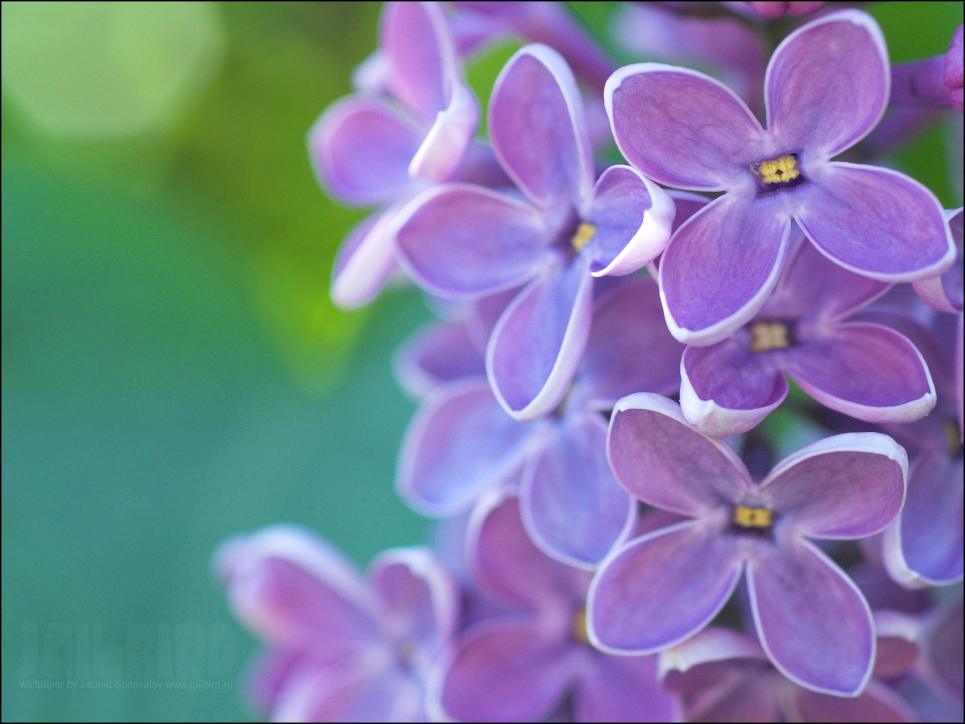 lilac purple emerald spring