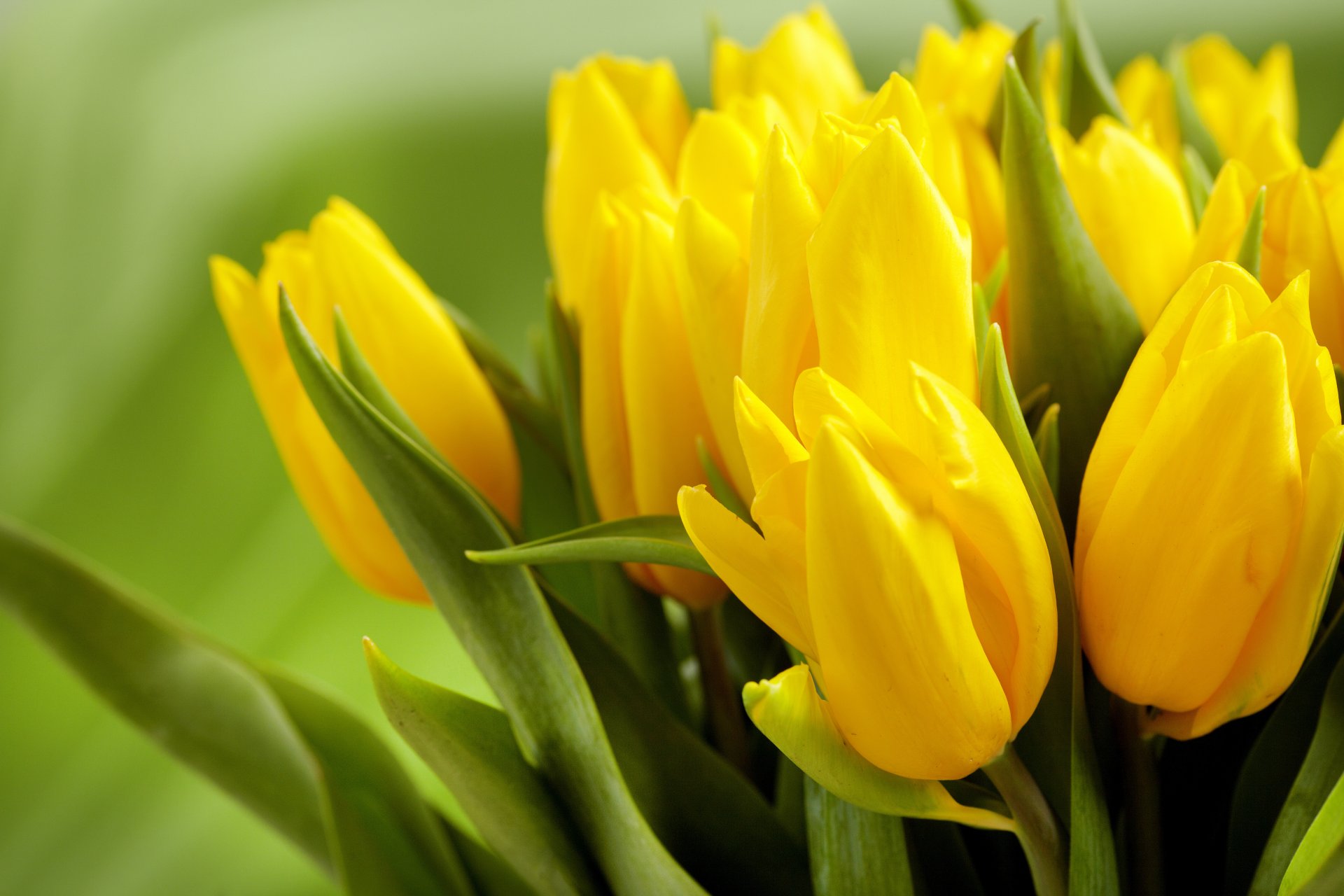 tulpen gelb blumen frühling knospen blätter grün hintergrund