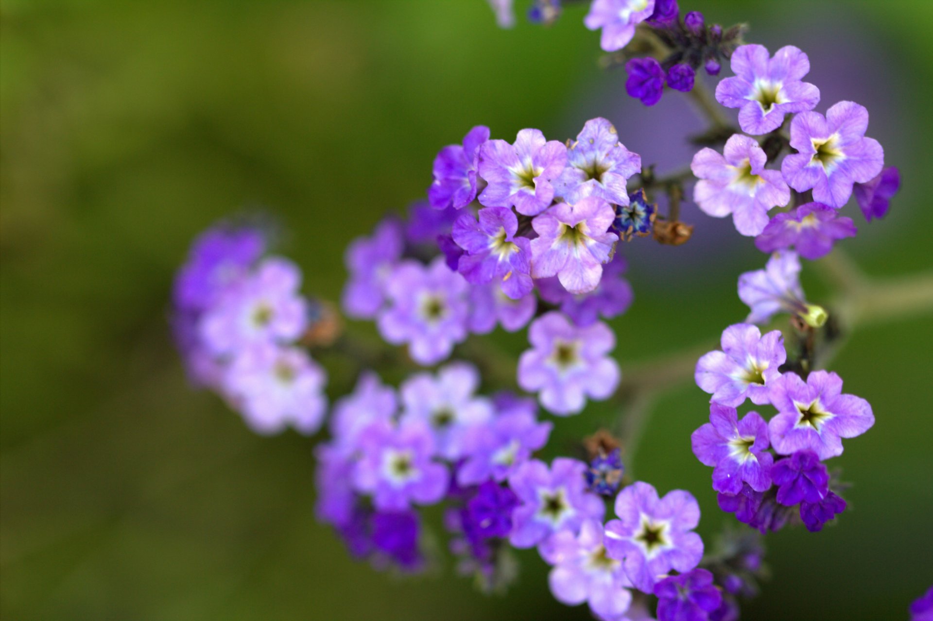 lilas fleurs pétales gros plan flou