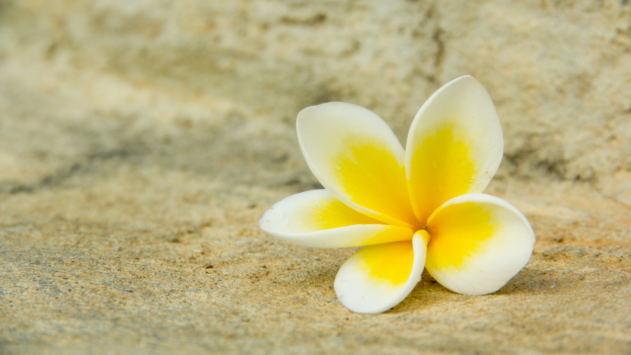 plumeria fiore petali bianco giallo macro