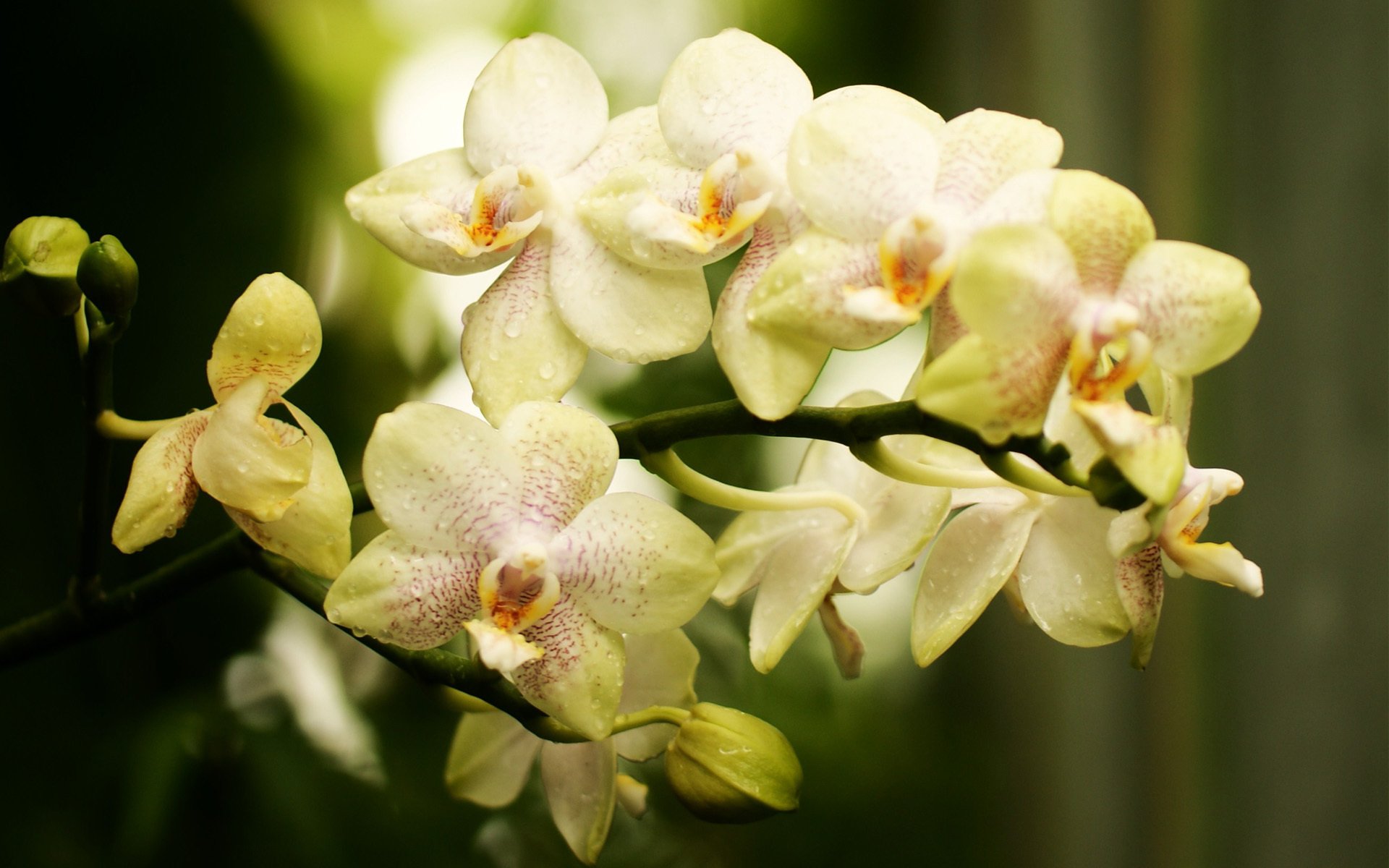 flower branch orchid falinopsis buds in a speck light