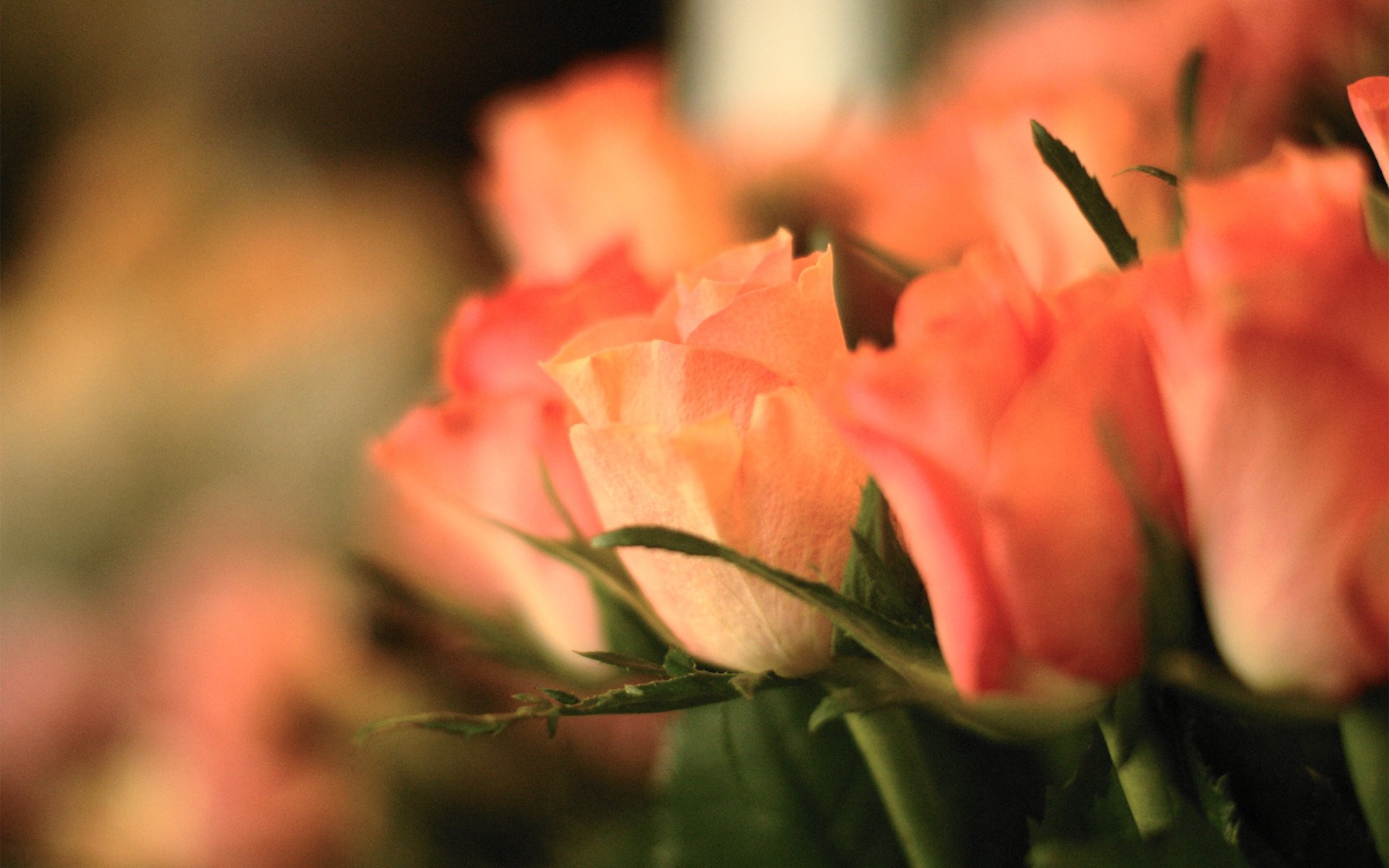 roses pink flower focus bouquet