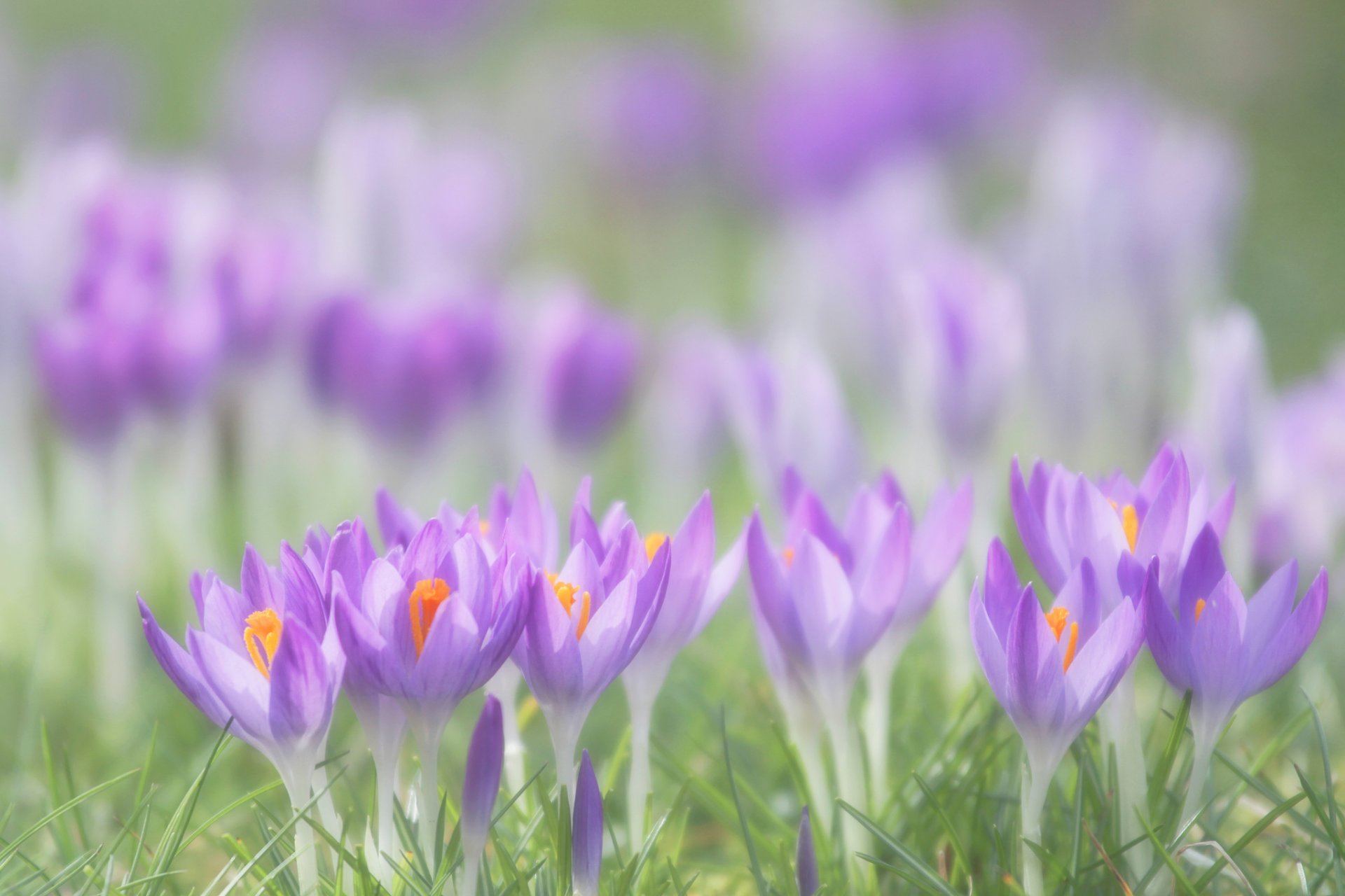 krokusse flieder blütenblätter blumen gras frühling makro unschärfe