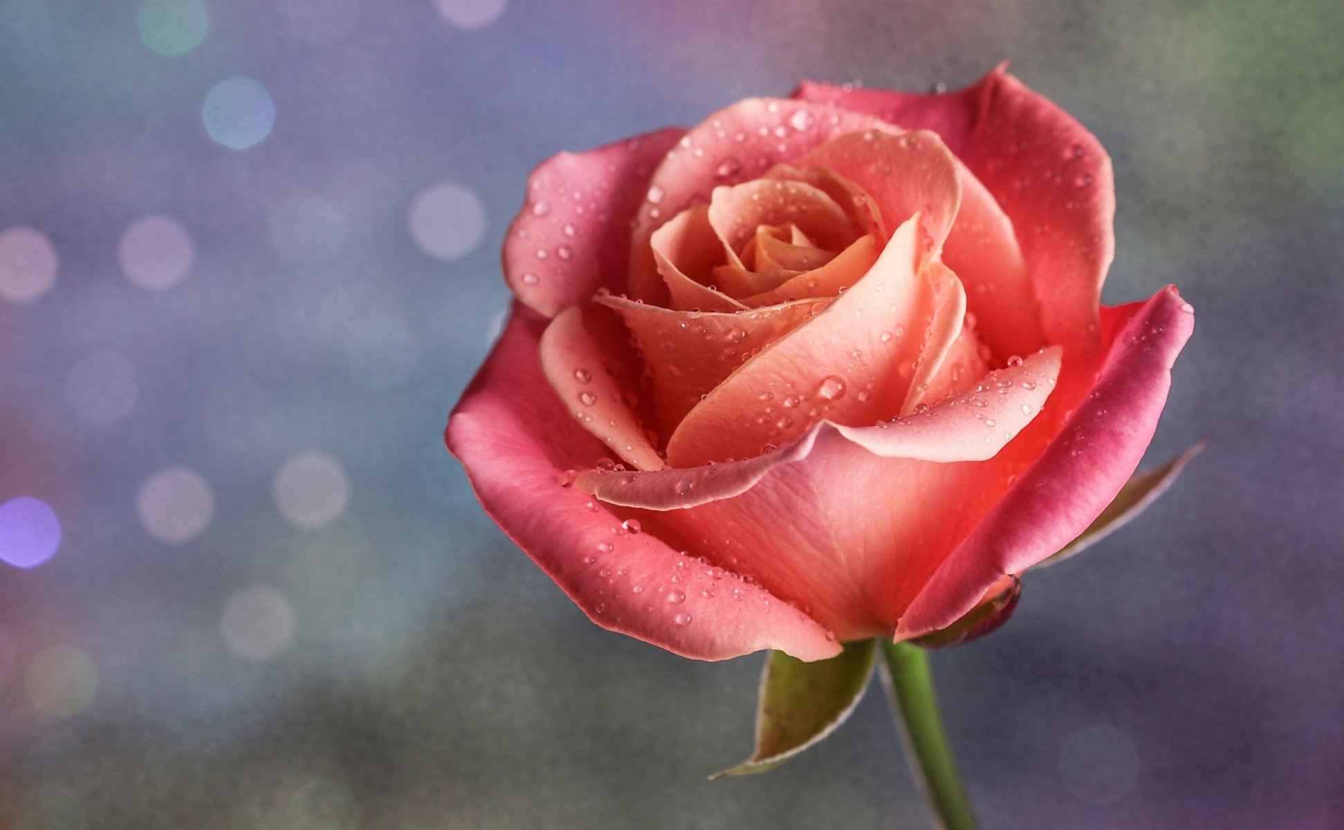 rose pink bud petals drops close up