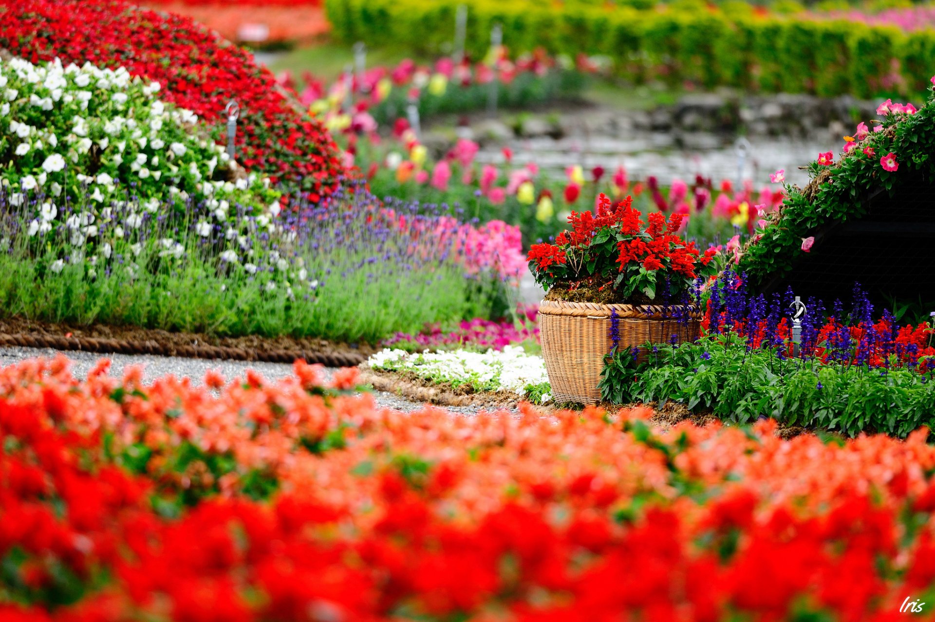 flower park supplies pot pots bloom bright many salvia