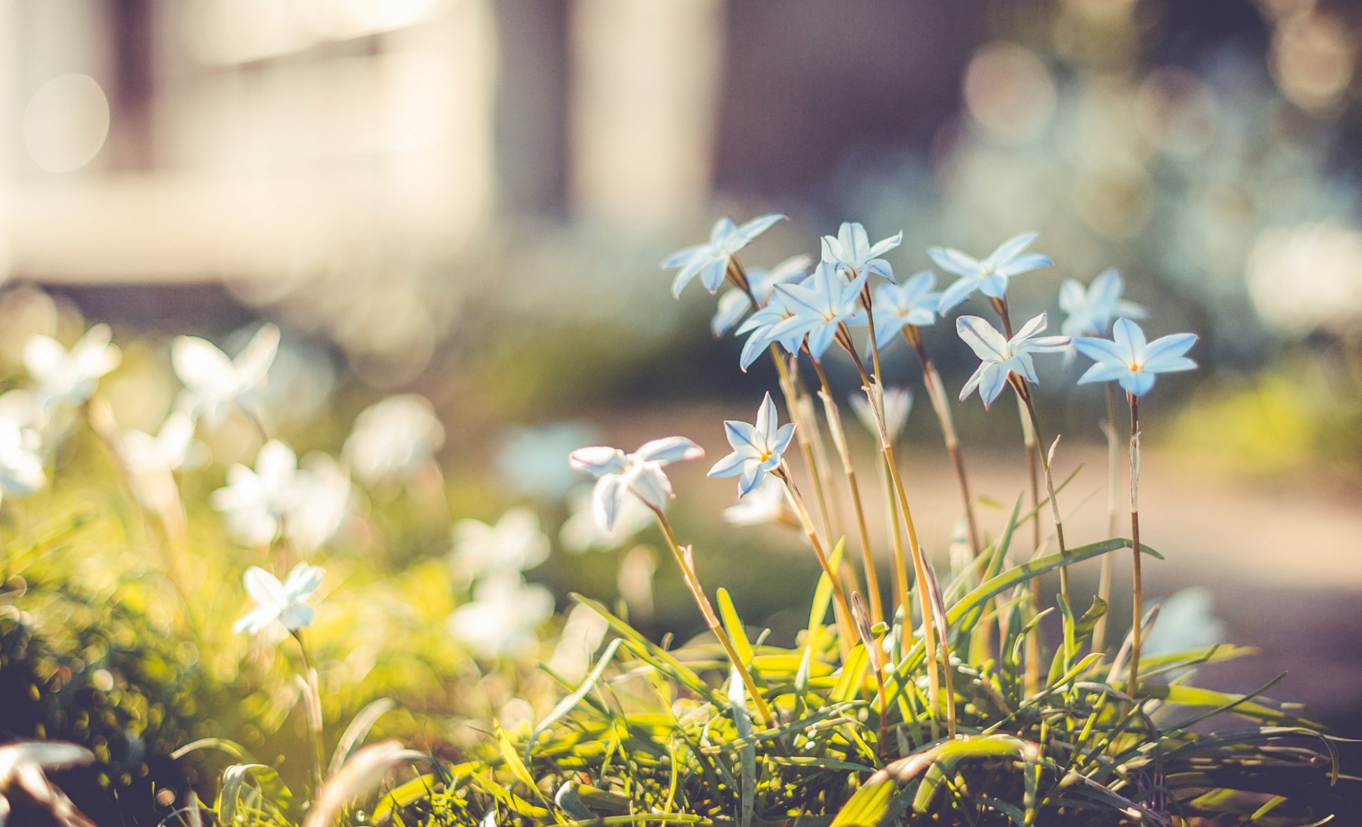 blue flower petals grass reflections bokeh blur