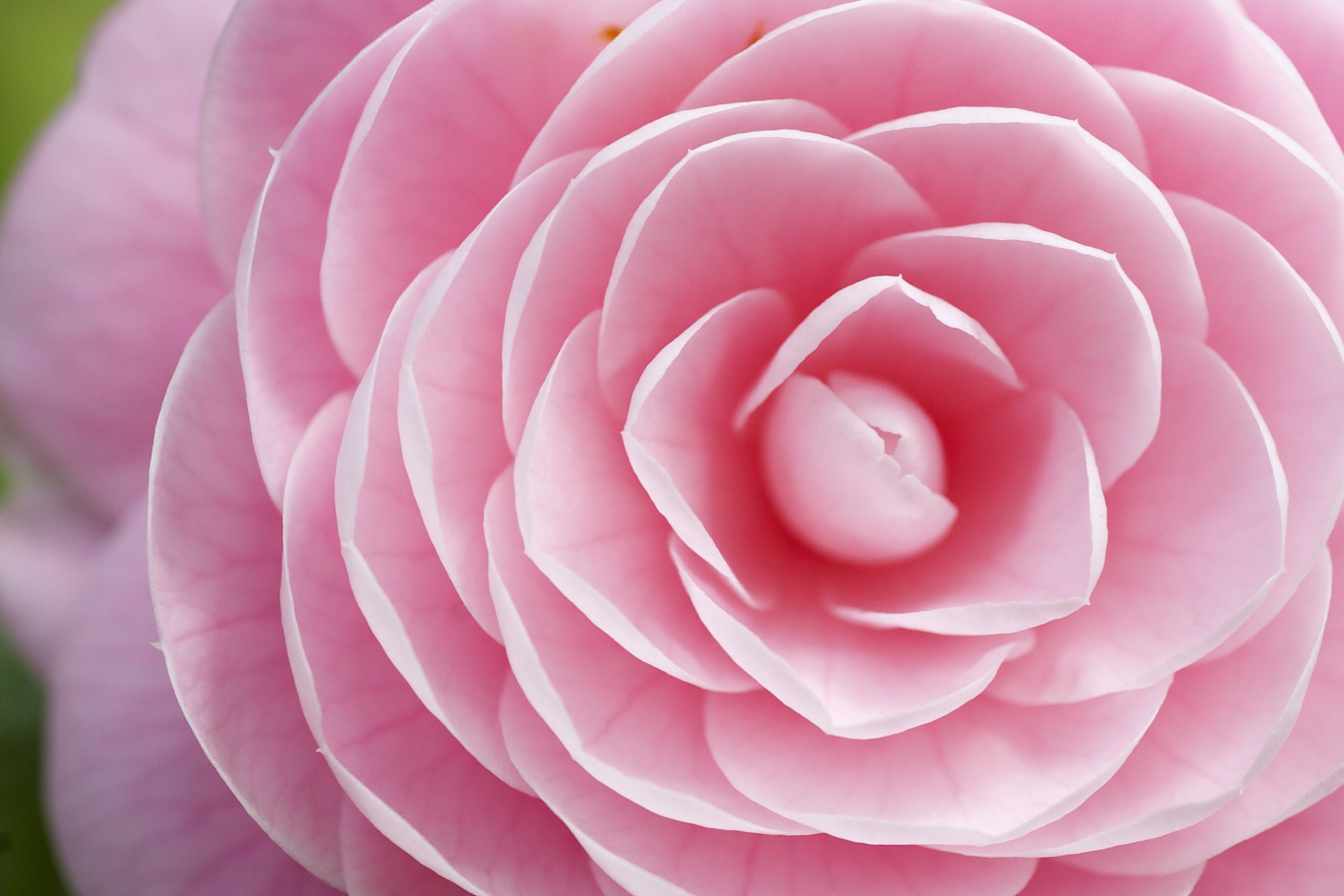 camellia flower pink petals close up focu