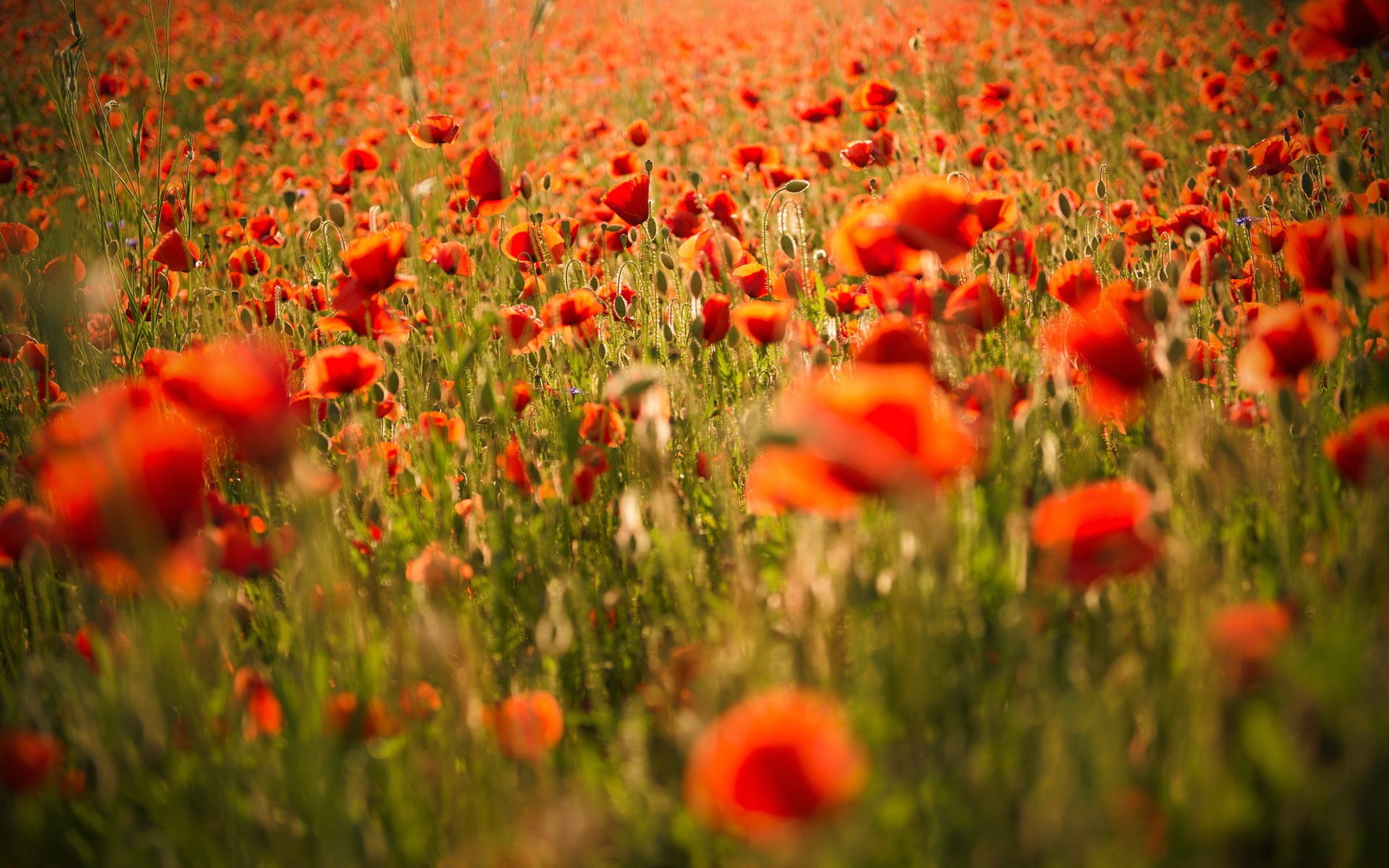 coquelicots champ nature