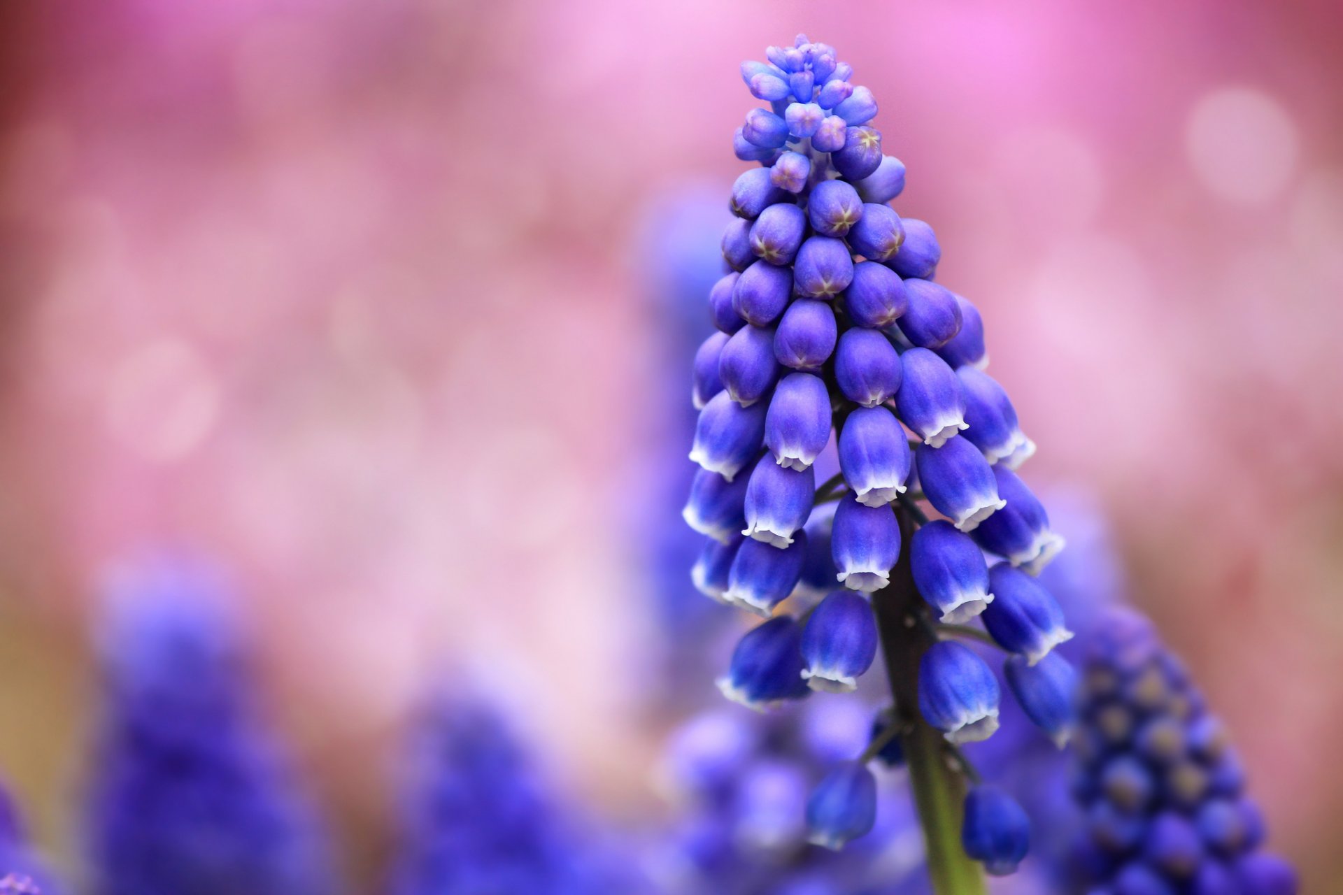 muscari blu fiori campo macro sfocatura rosa sfondo luci