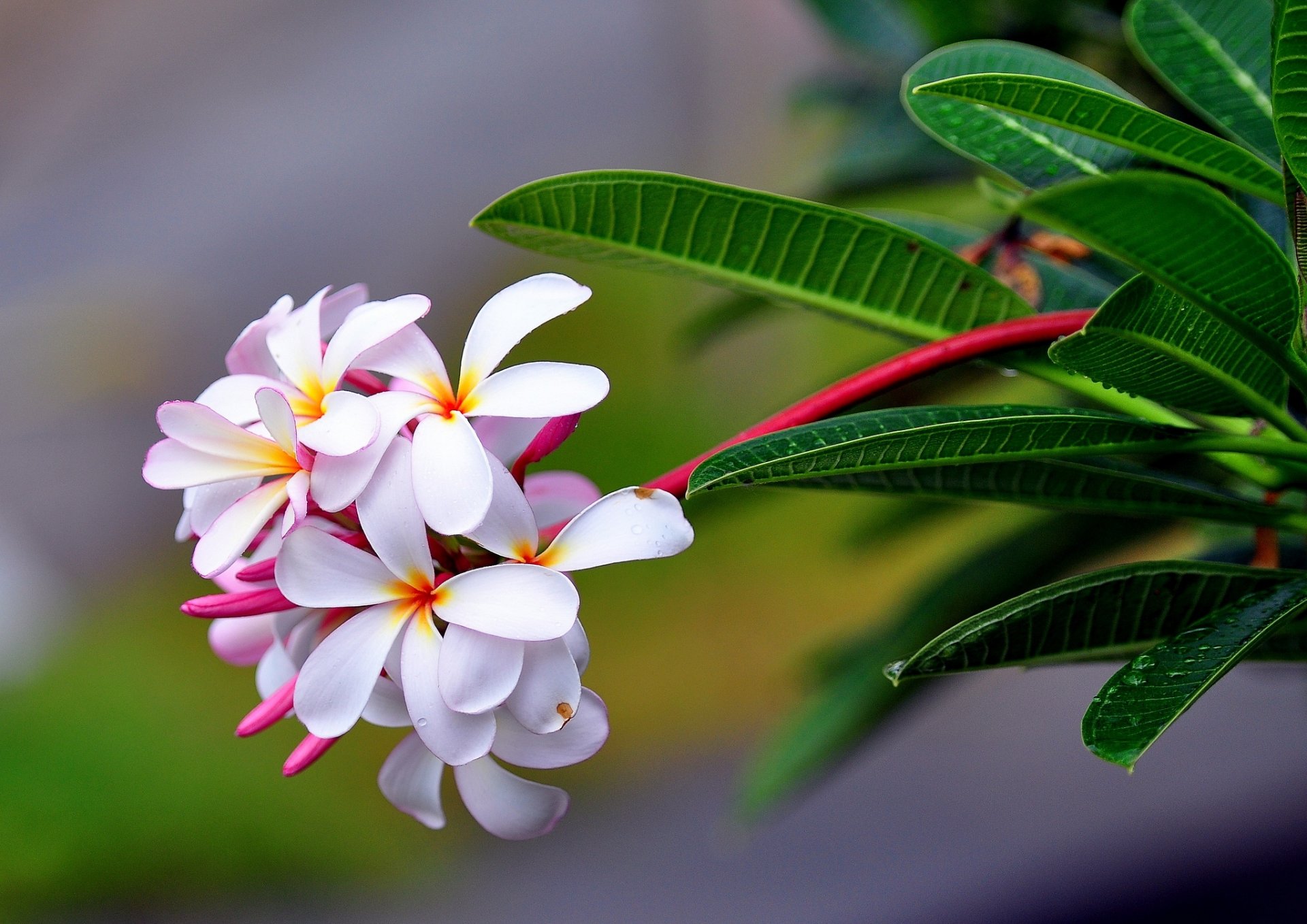 plumeria kwiatostan makro