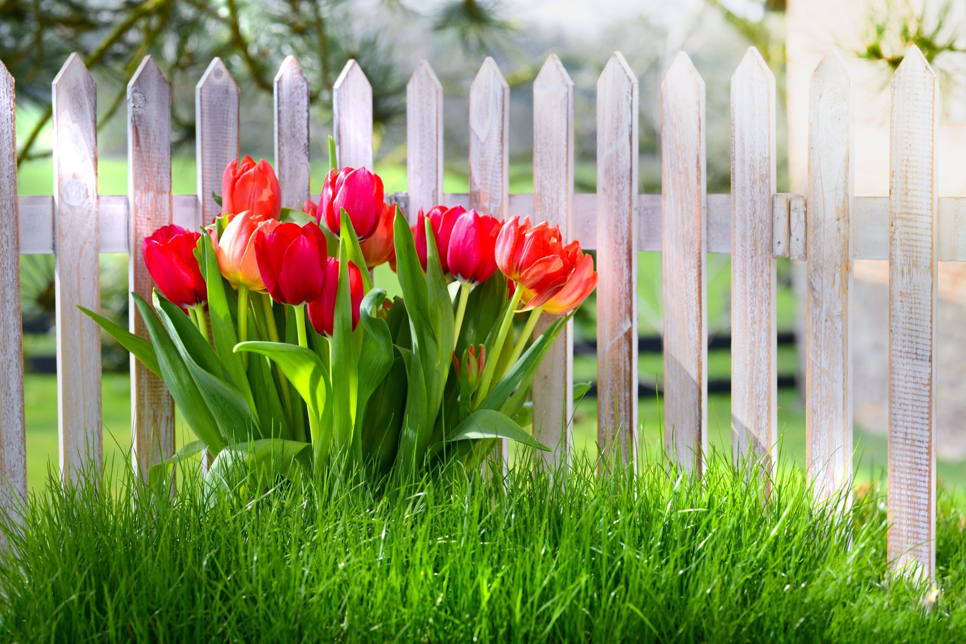 kwiaty tulipany wiosna trawa ogrodzenie wiosna natura