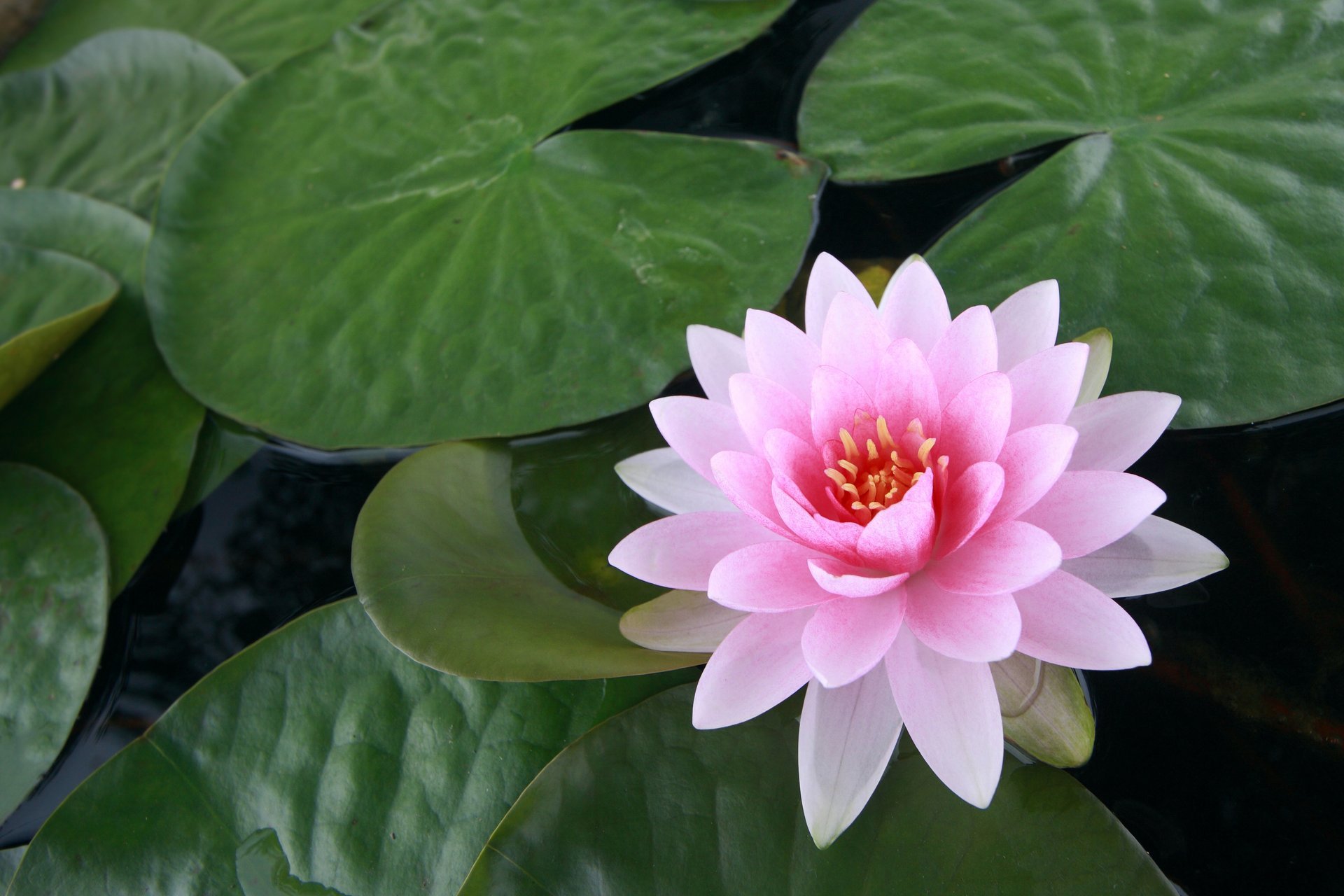 nénuphar nénuphar lotus fleur rose feuilles eau