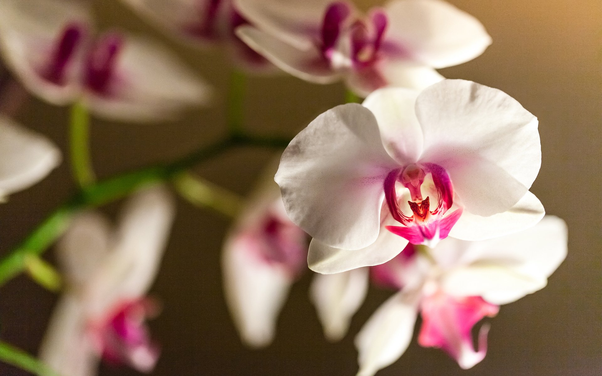 kwiat orchidea falinopsis gałąź biało-różowy