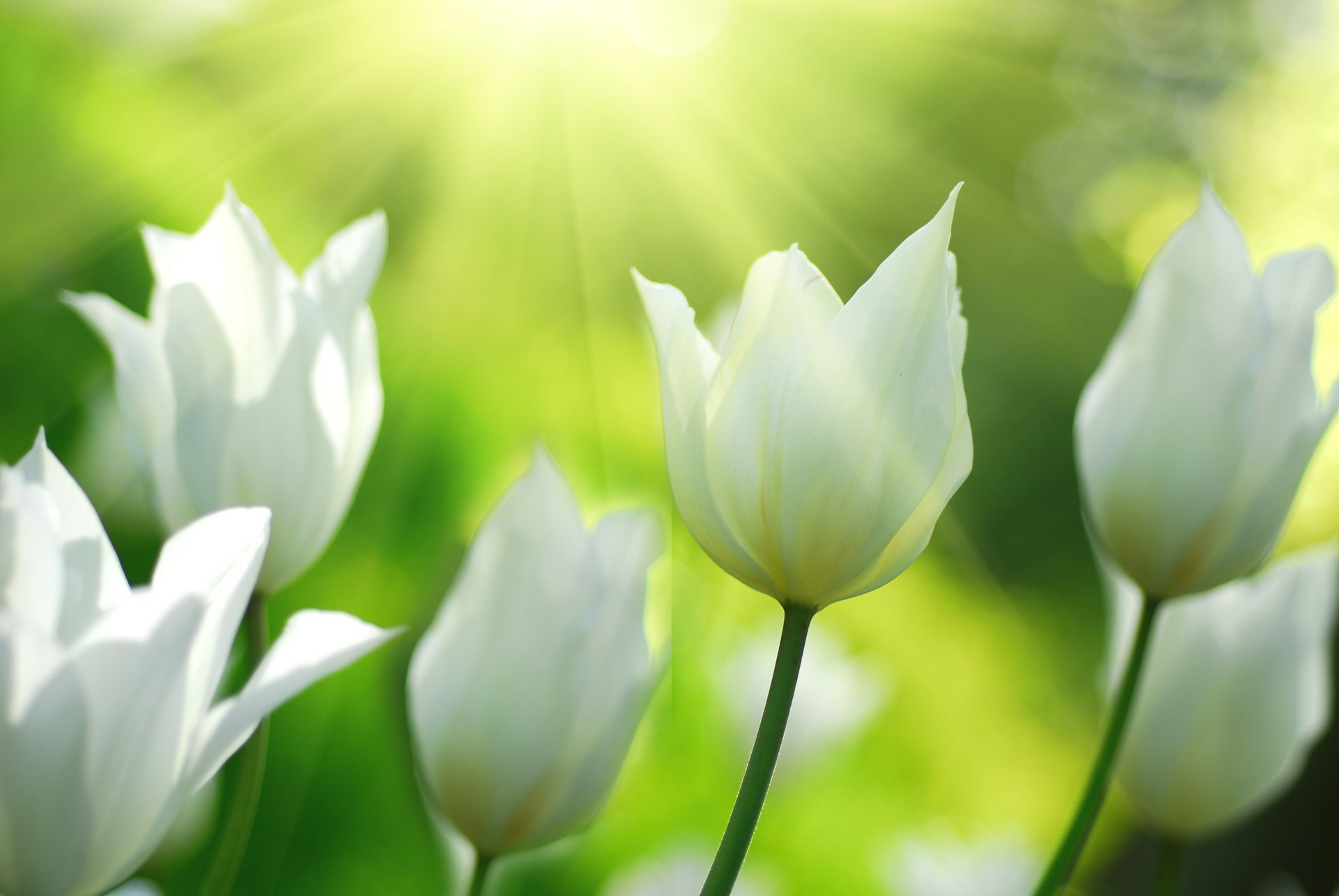 tulipani bianco fiori natura primavera luce