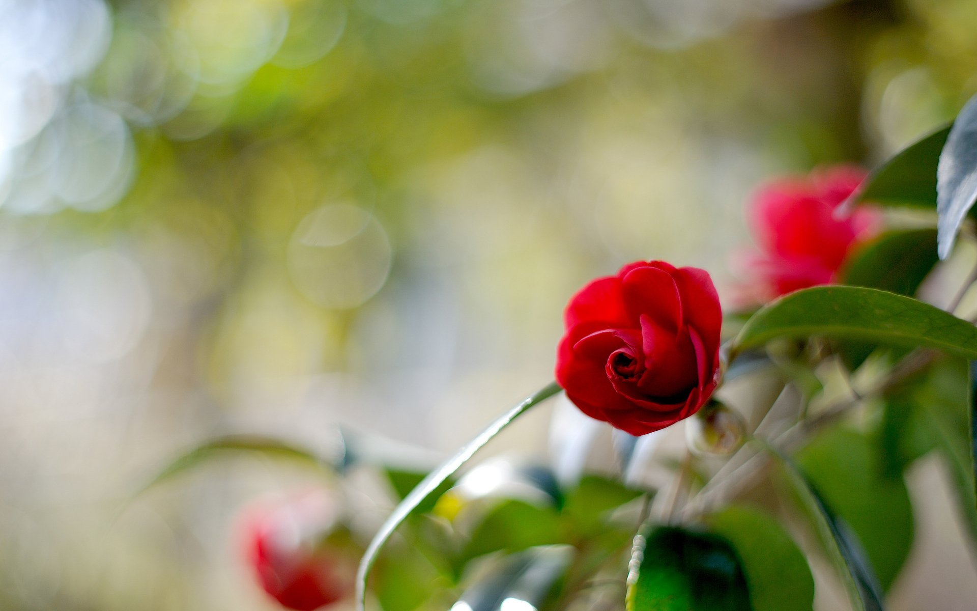 camelia flor desenfoque resplandor