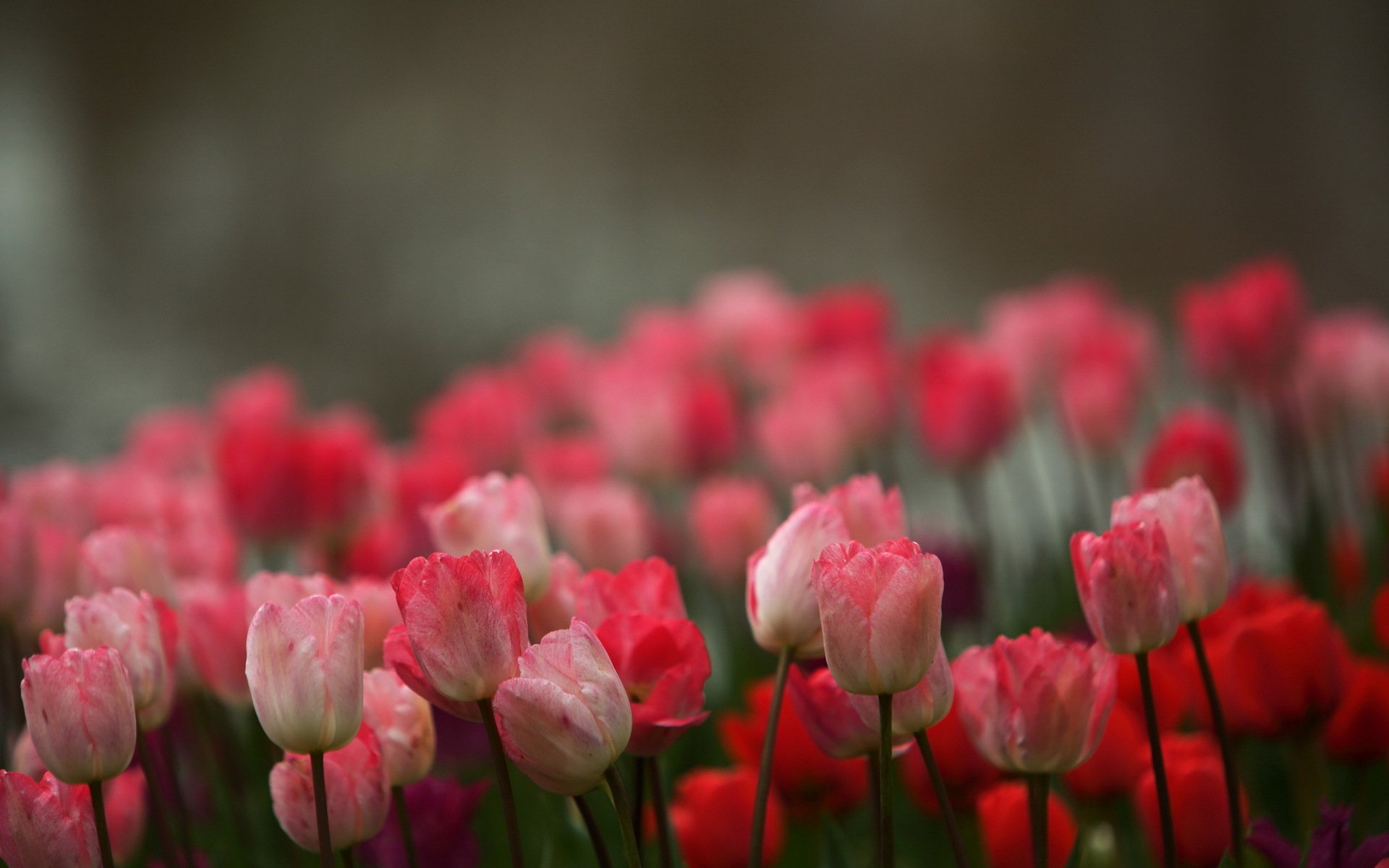 fiori tulipani sfondo