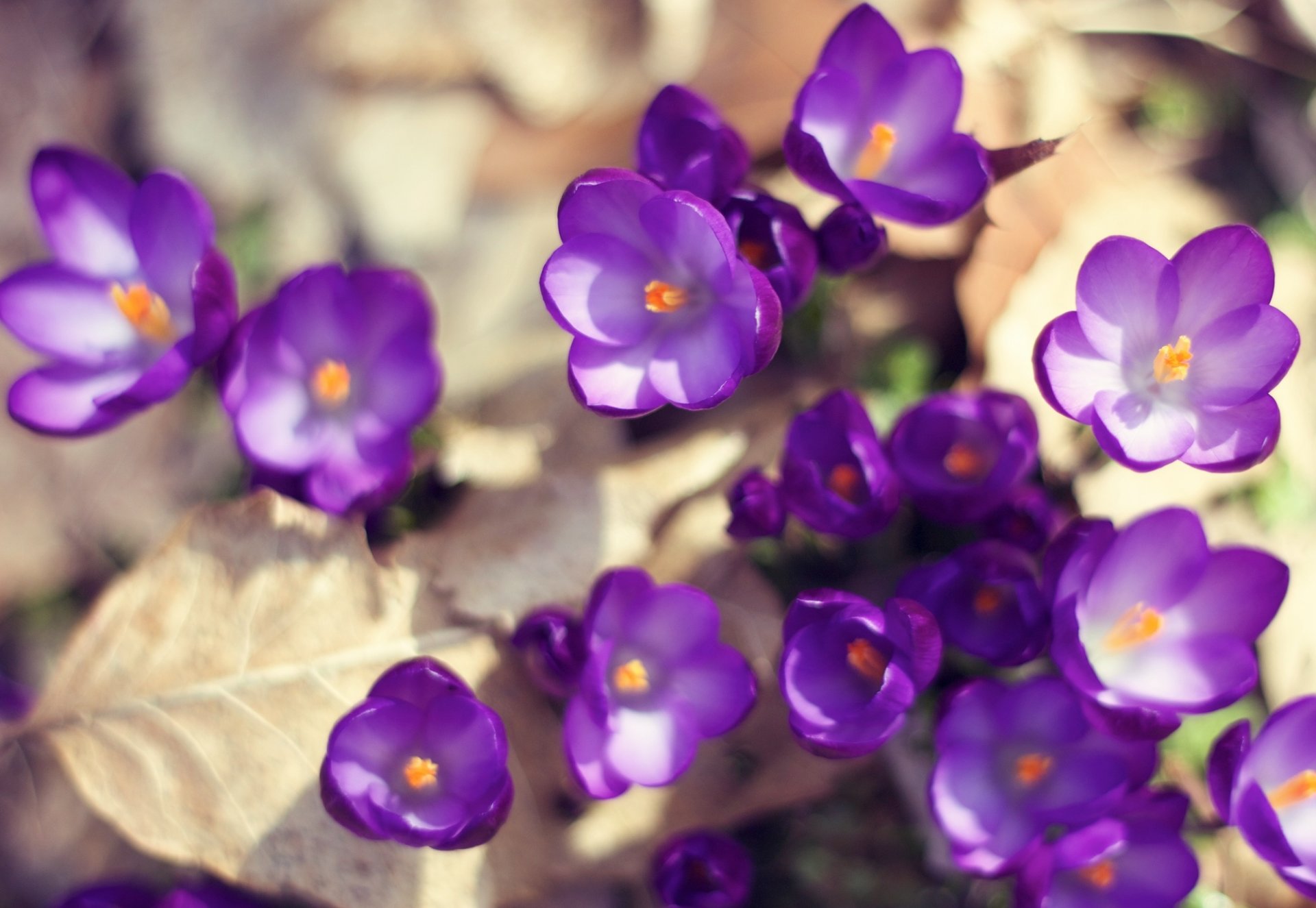 crochi fiori viola foglie terra primavera luce sole natura macro