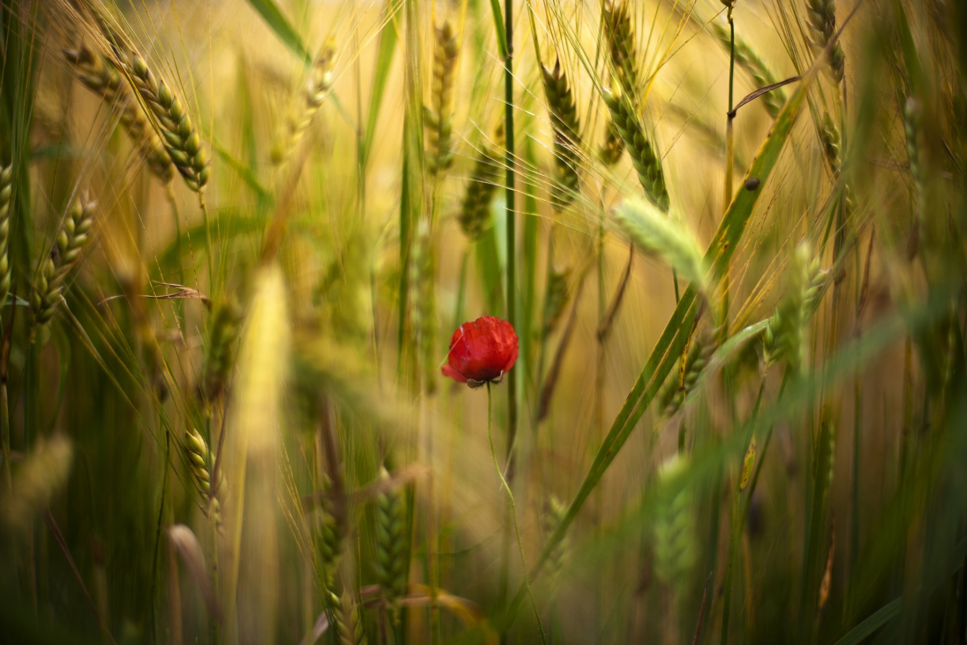 fiori fiore papavero papaveri rosso uno campo spighette